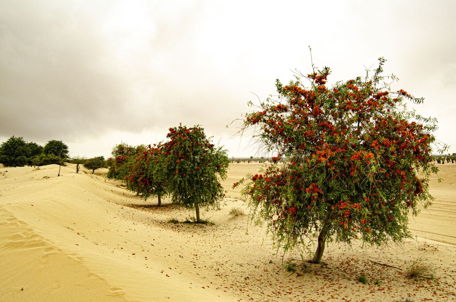 Nikon D7000 sample photo. Natural, dessert, gulf photography
