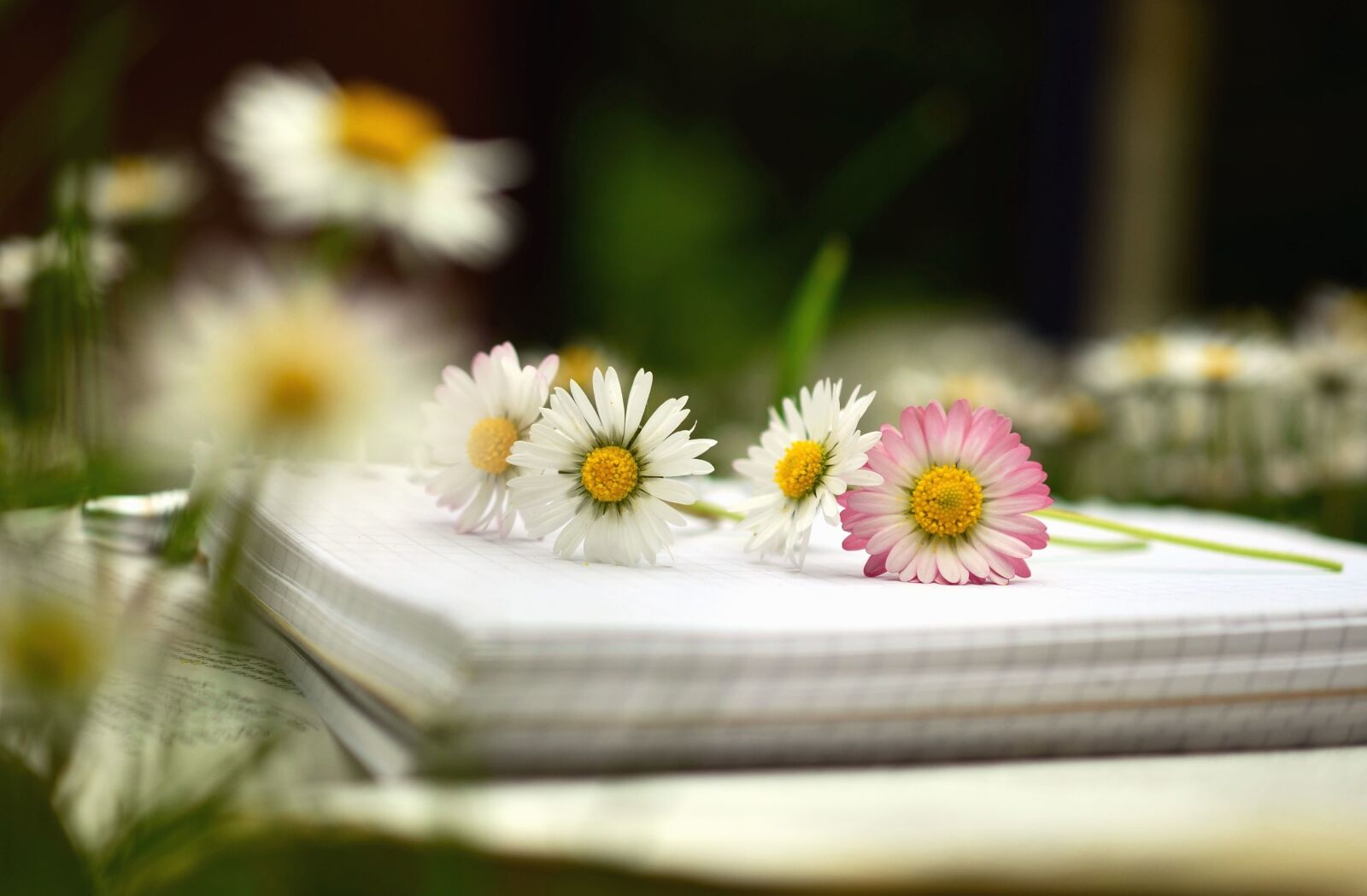 Nikon D5100 sample photo. Flower, daisy, plant, paper photography