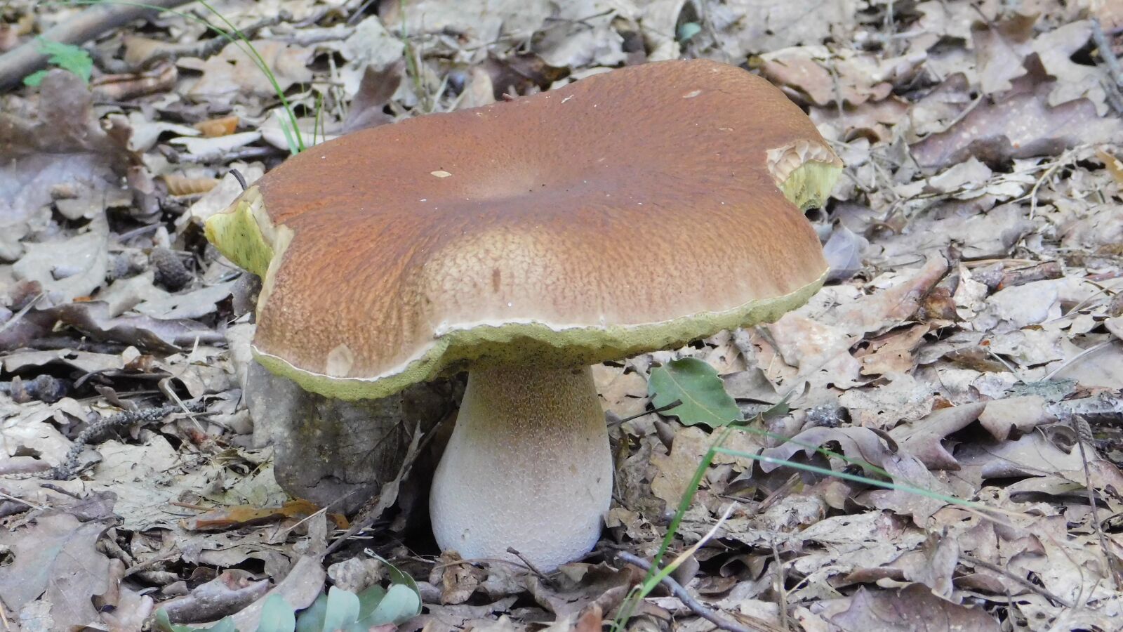 Nikon Coolpix B500 sample photo. Mushroom, forest, nature photography