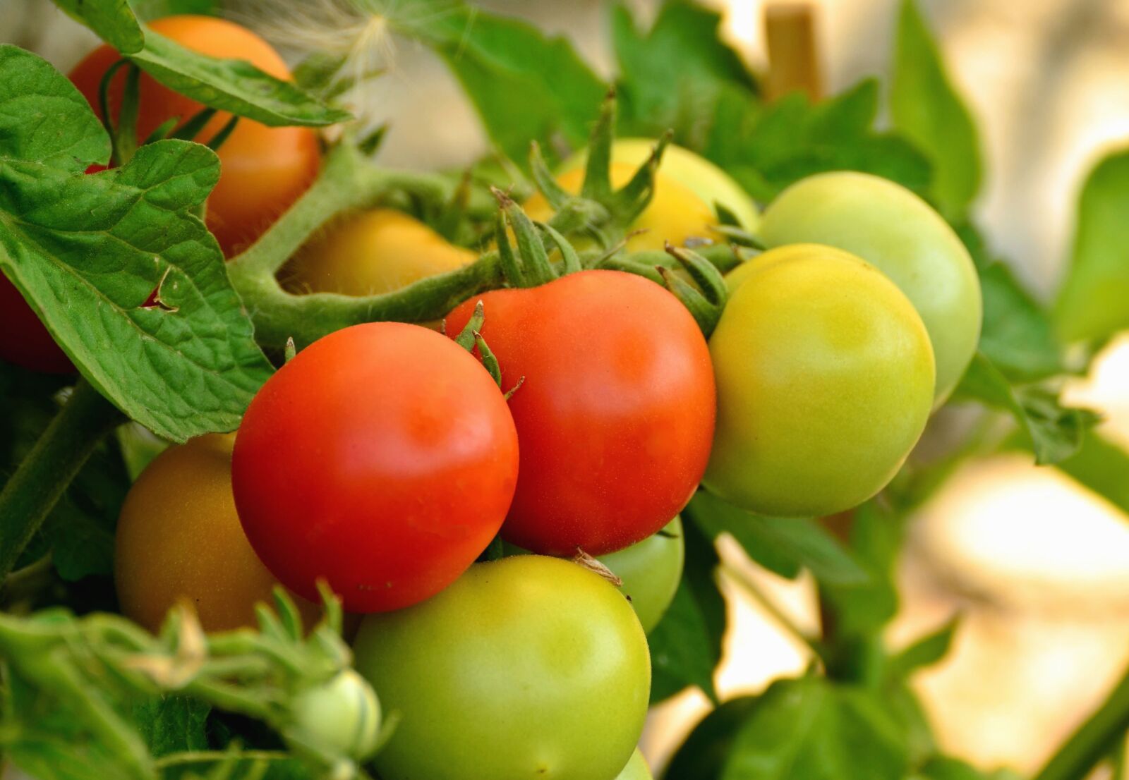 Nikon D5100 sample photo. Tomato, green, vegetable, garden photography