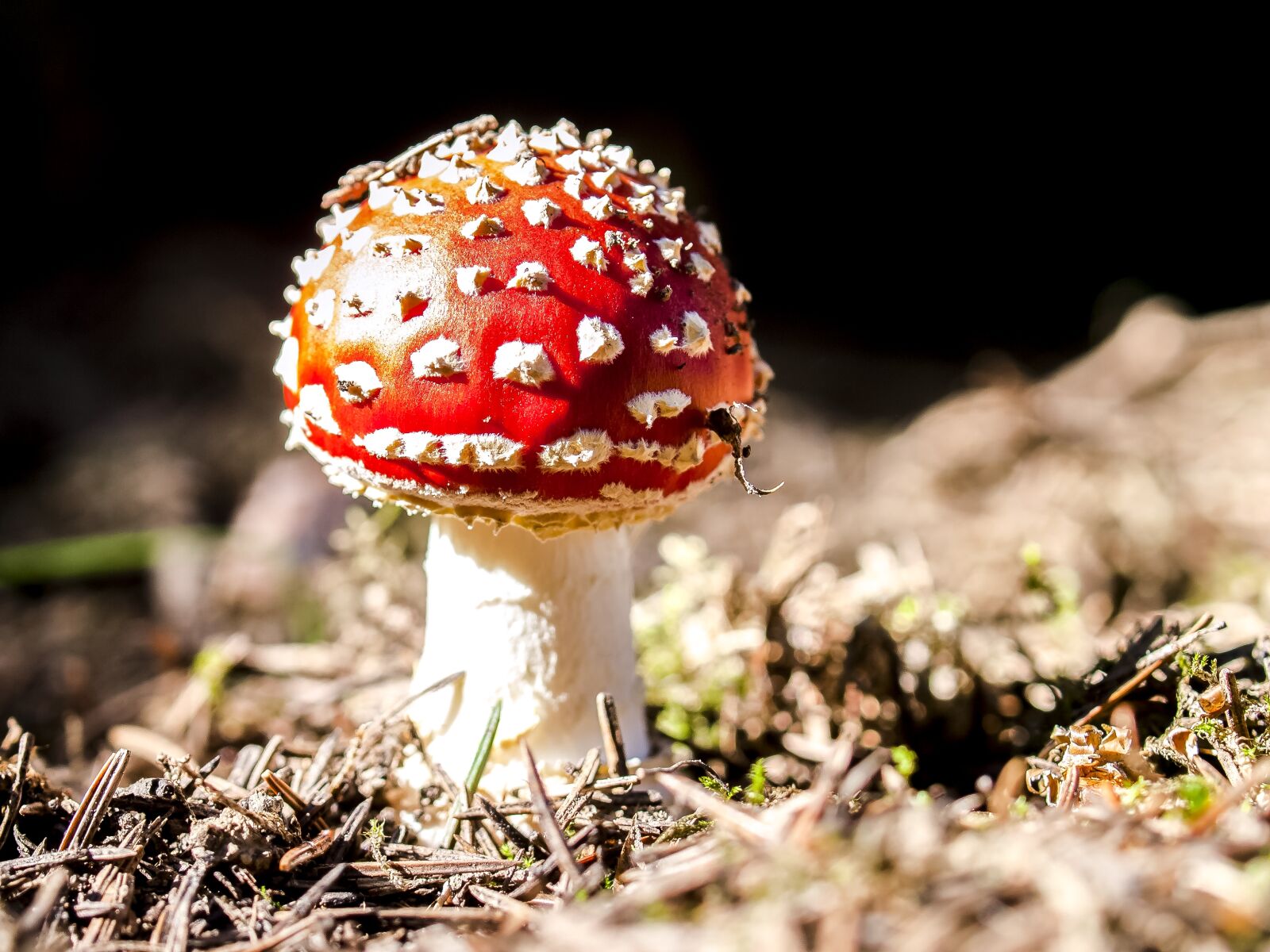 Olympus E-3 sample photo. Mushroom, fly agaric, nature photography
