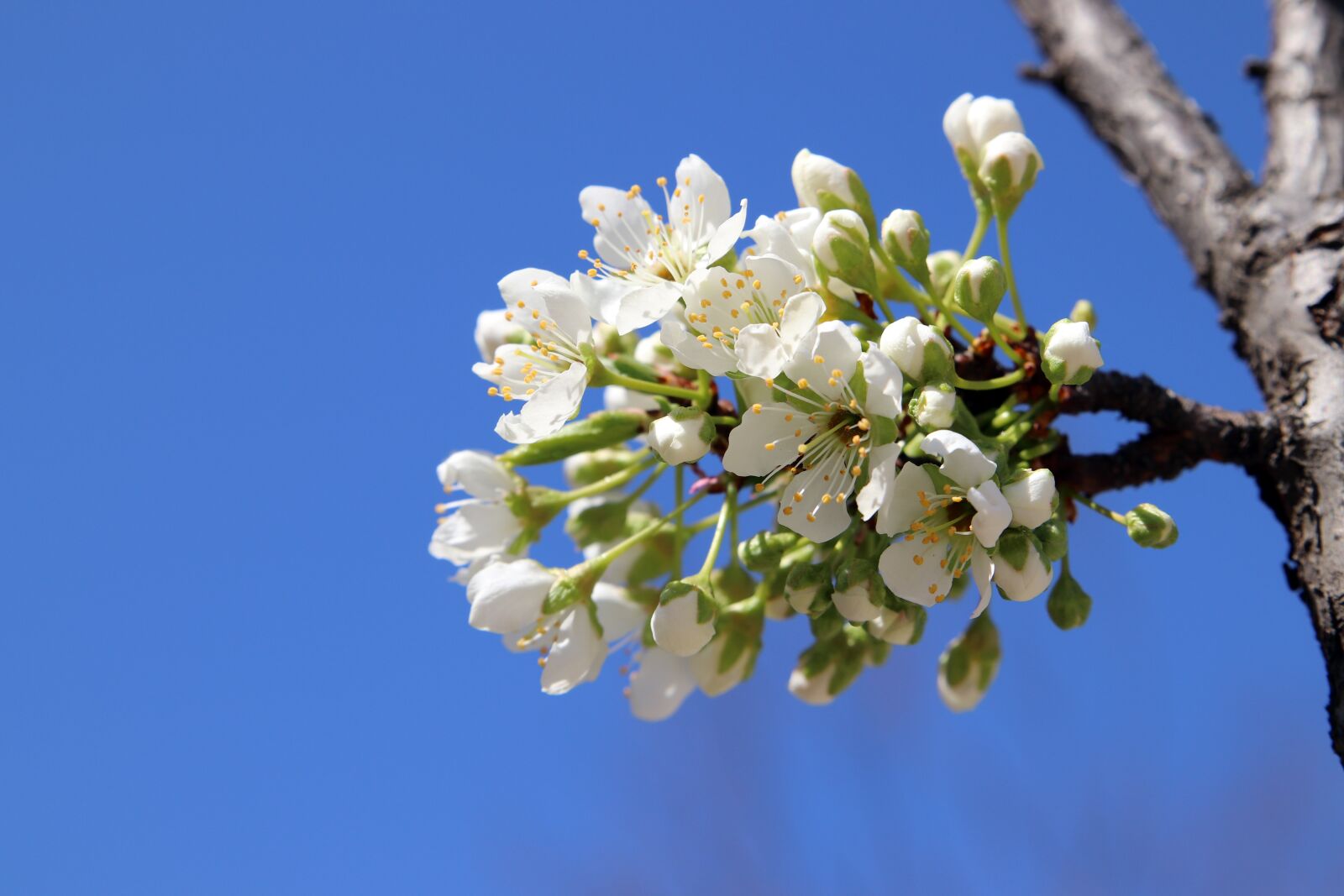 Canon EOS 800D (EOS Rebel T7i / EOS Kiss X9i) sample photo. Spring, flowers, apple tree photography
