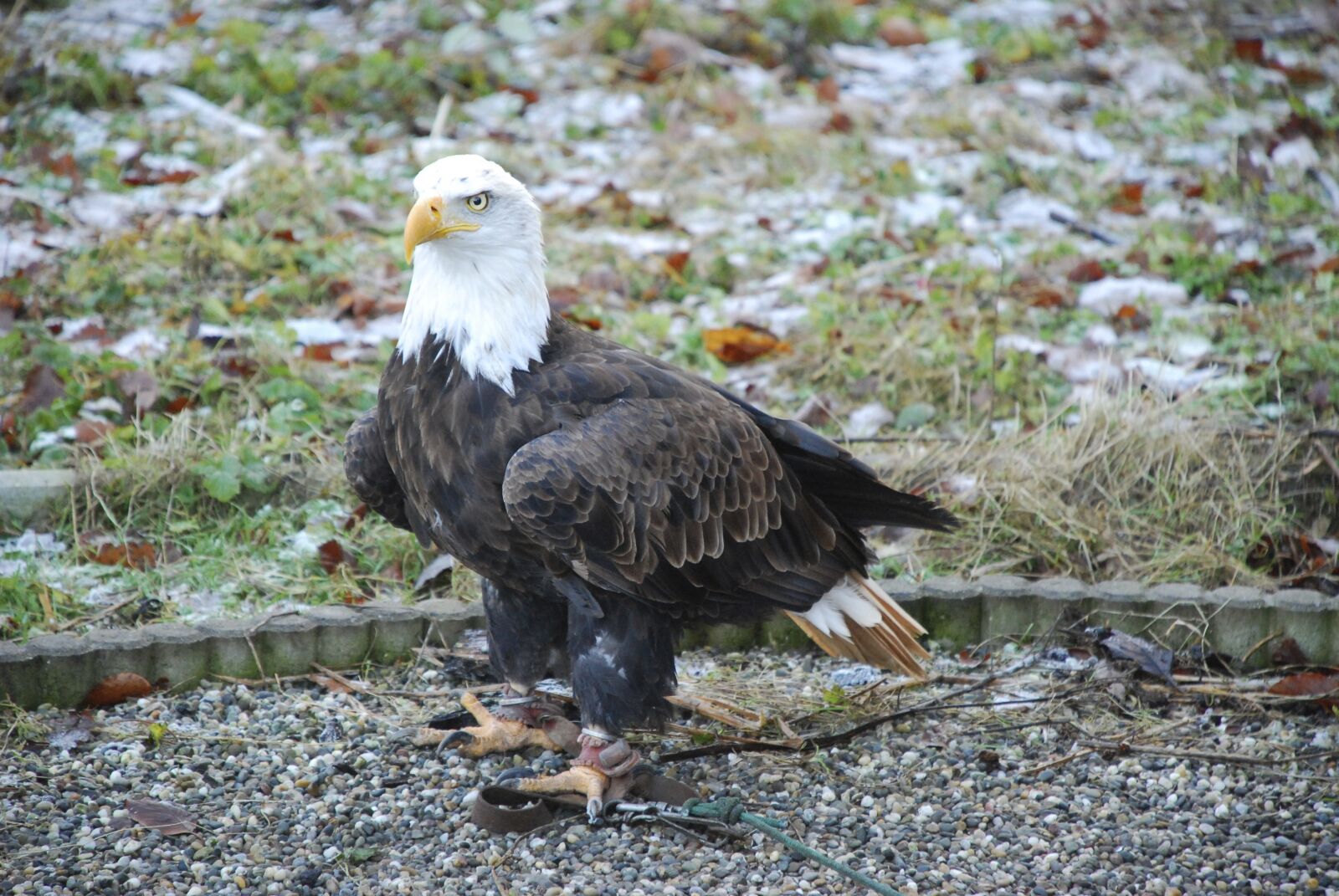 Nikon D80 sample photo. Bald eagles, raptor, bird photography