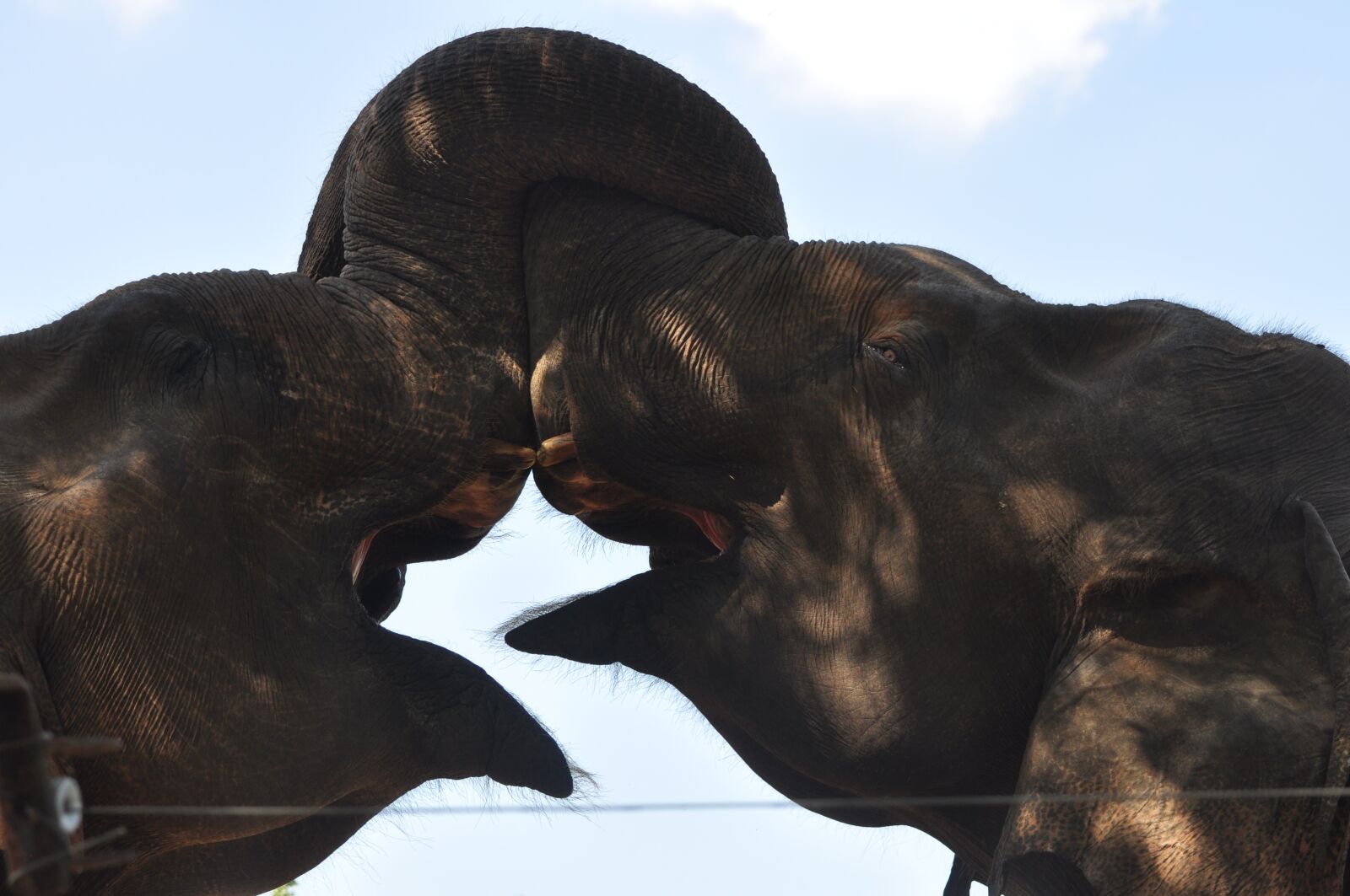 Nikon D90 sample photo. Elephant, trunk, love photography