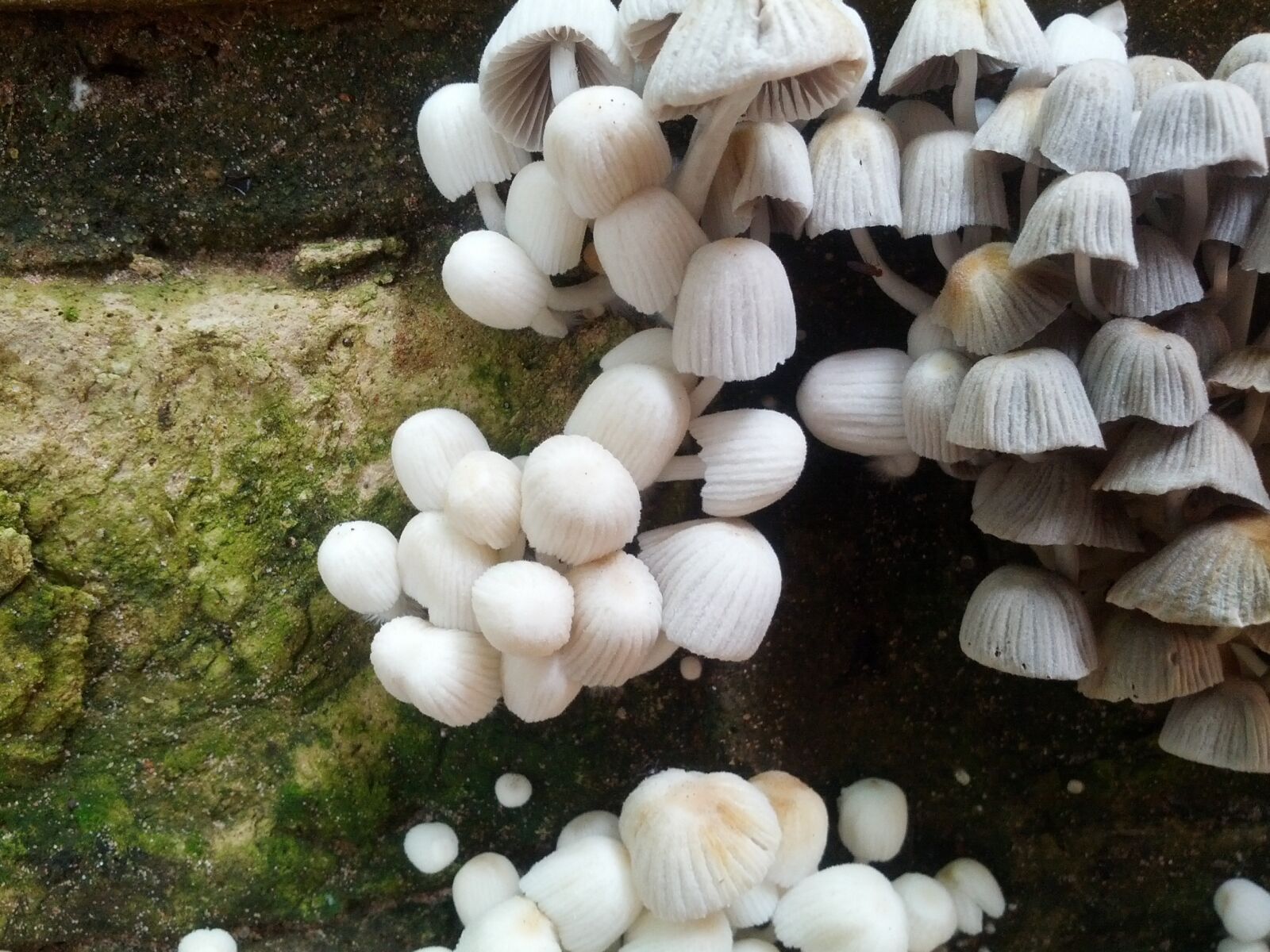 Samsung Galaxy Nexus sample photo. Mushrooms, nature photography