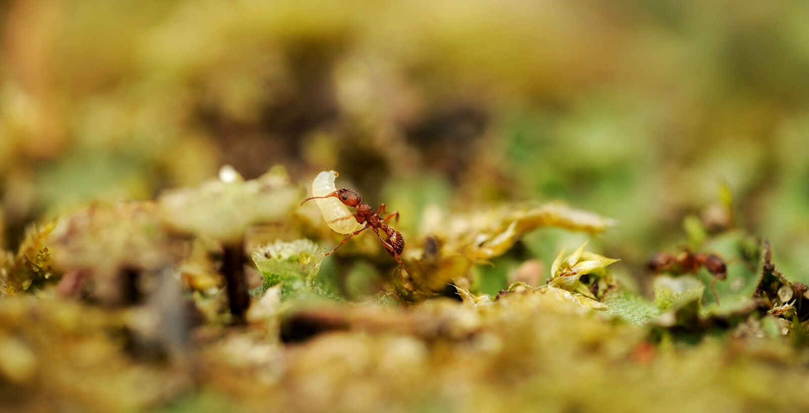 Nikon D3S sample photo. Nature, leaf, close up photography