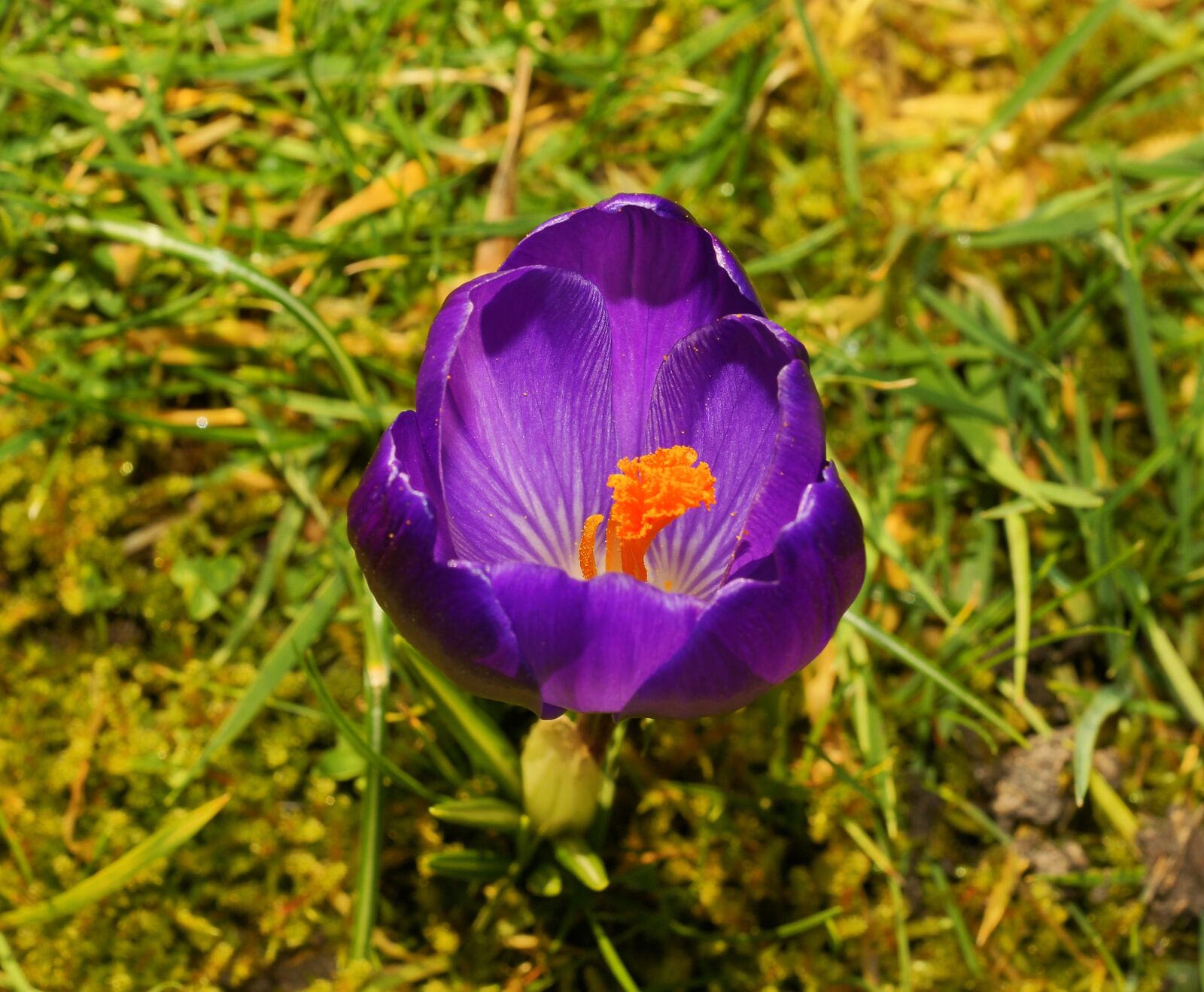 Sony Alpha DSLR-A900 sample photo. Crocus, violet, garden photography