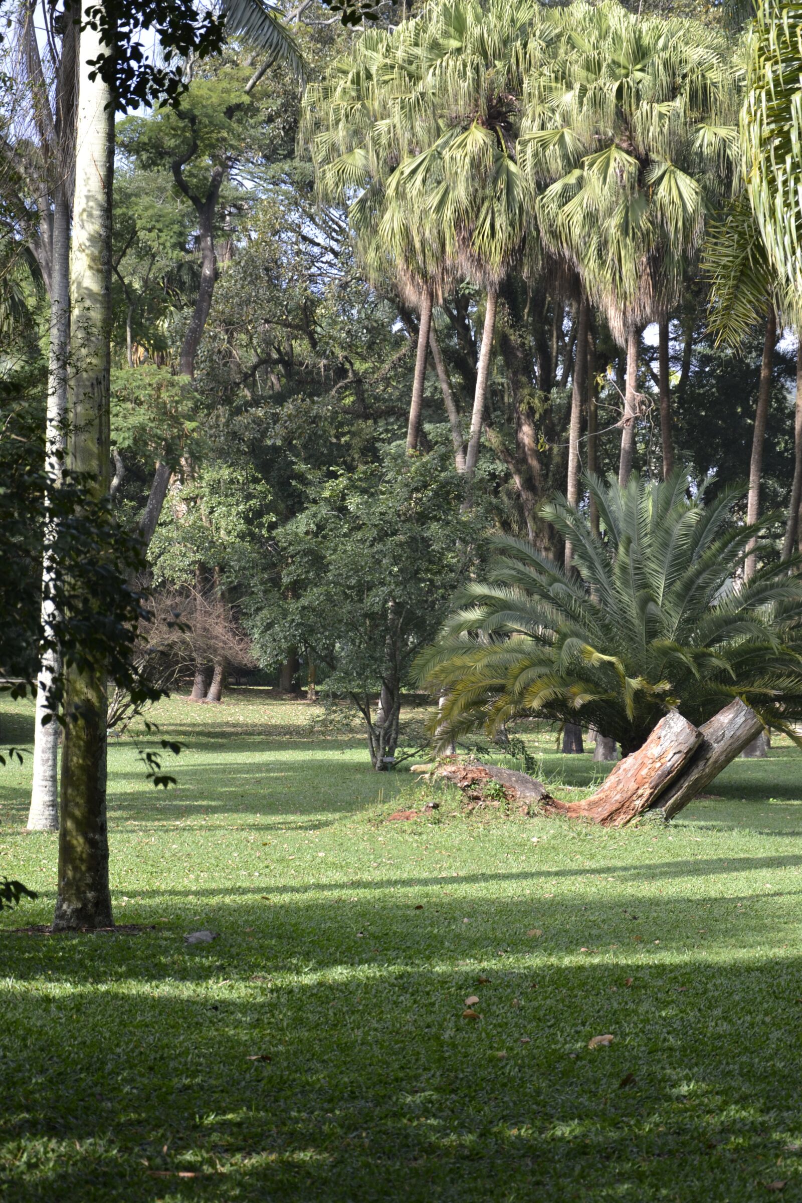 Nikon D3100 sample photo. Sol, green, landscape photography