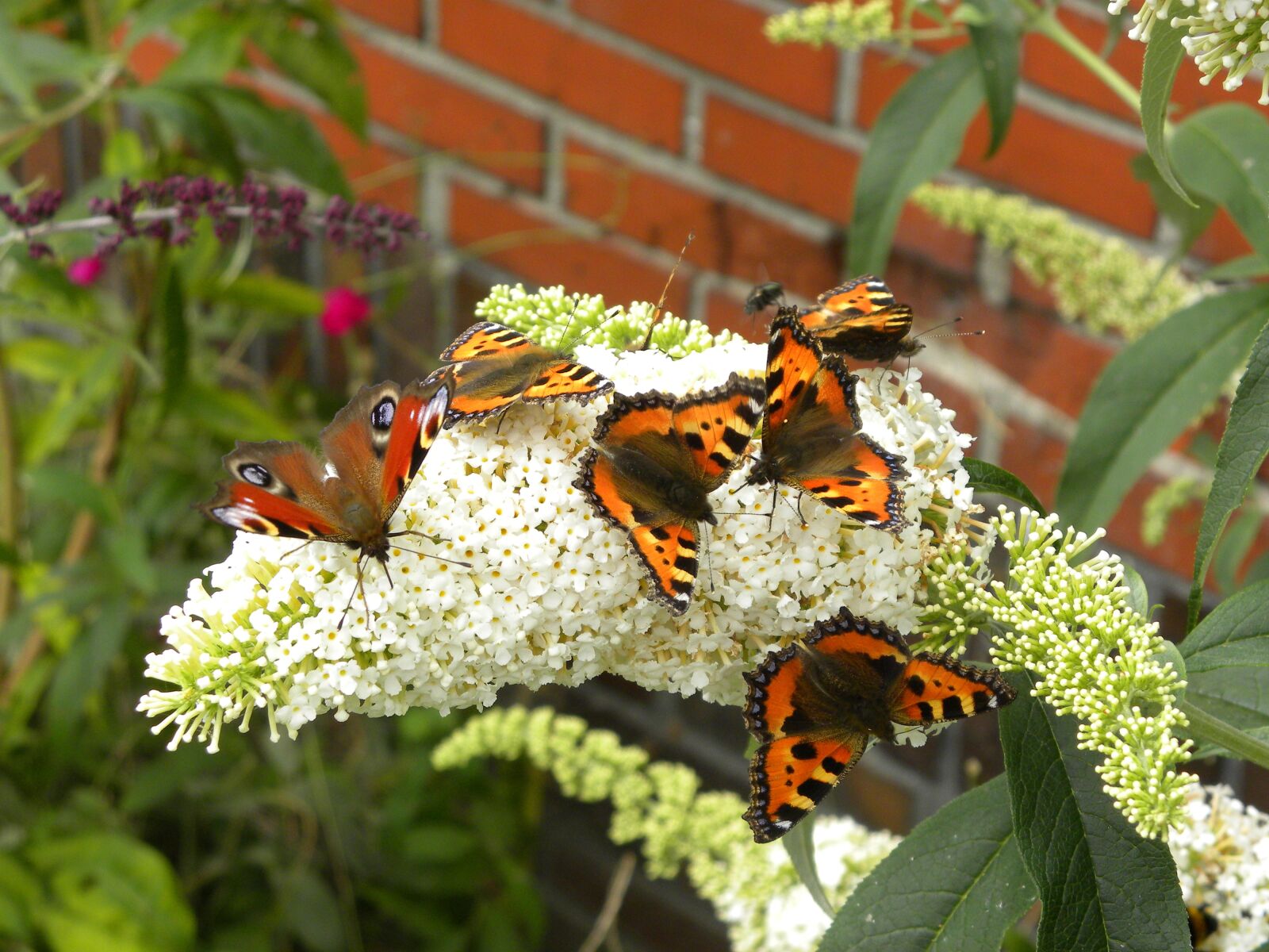 Nikon Coolpix P90 sample photo. Butterfly, nature, garden photography