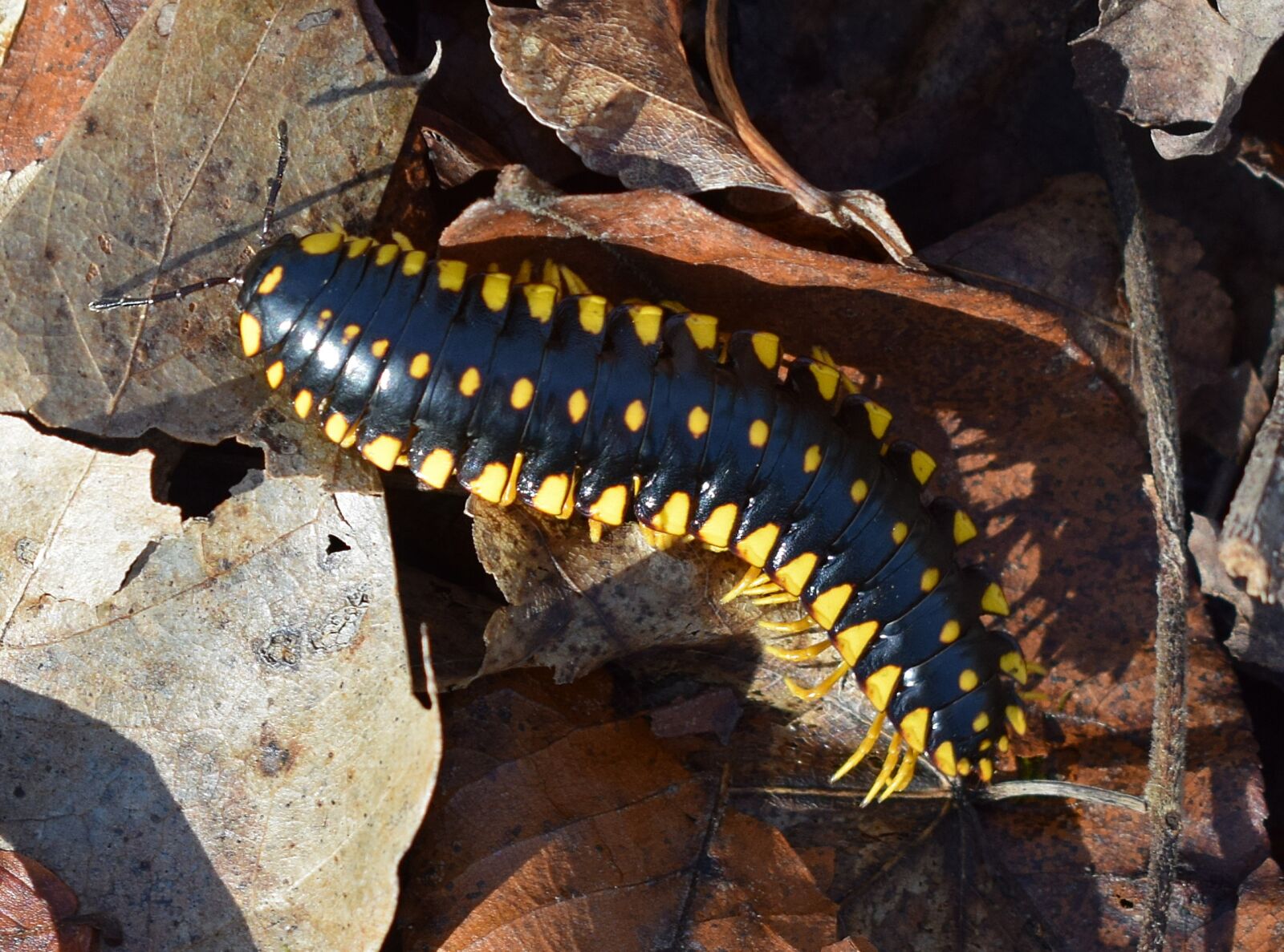 Nikon D3300 sample photo. Yellow spotted millipede, millipede photography
