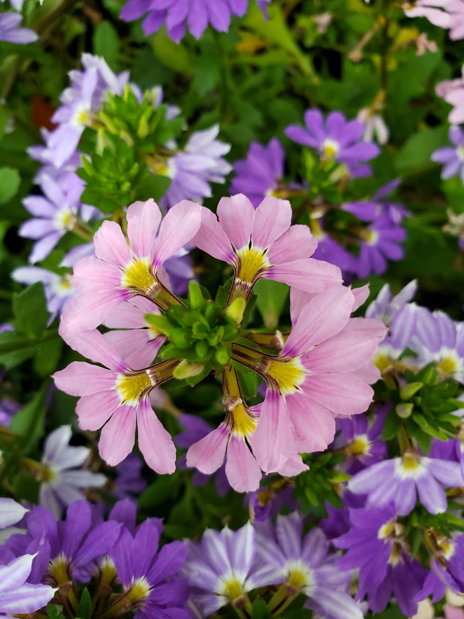 Samsung Galaxy Note9 sample photo. Pink, flowers, garden photography