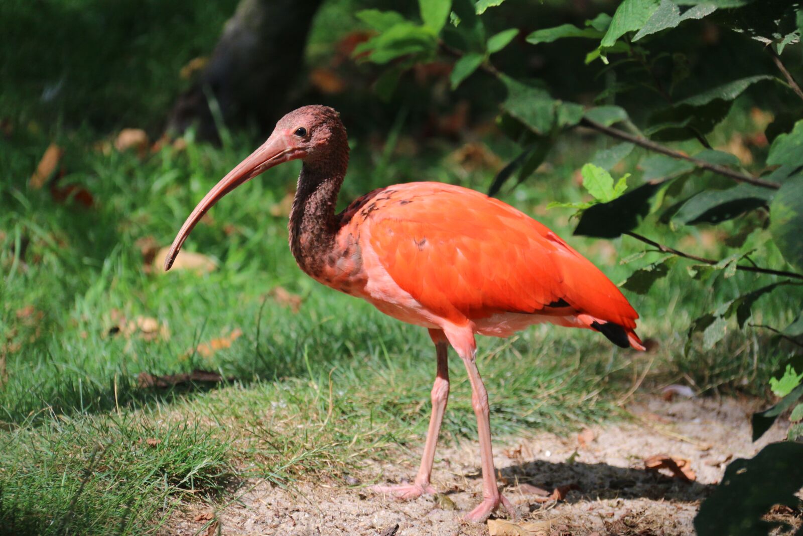 Canon EOS 70D sample photo. Ibis, bird, wild photography