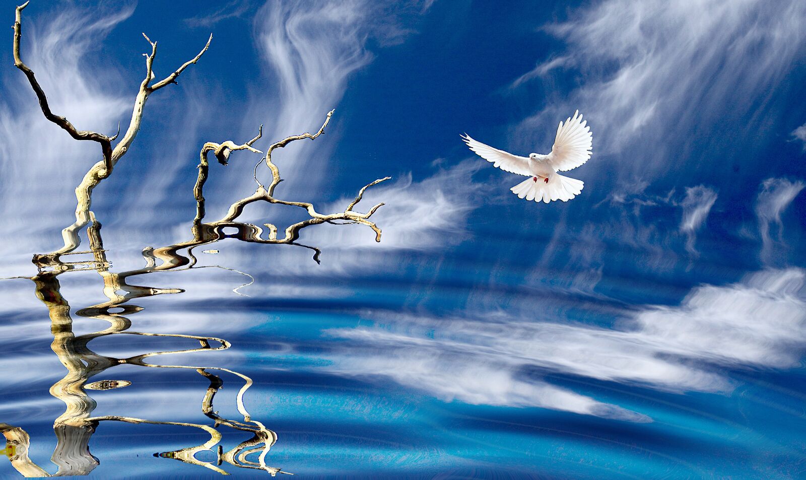 Canon EOS 5D Mark II sample photo. Nature, bird, dove photography