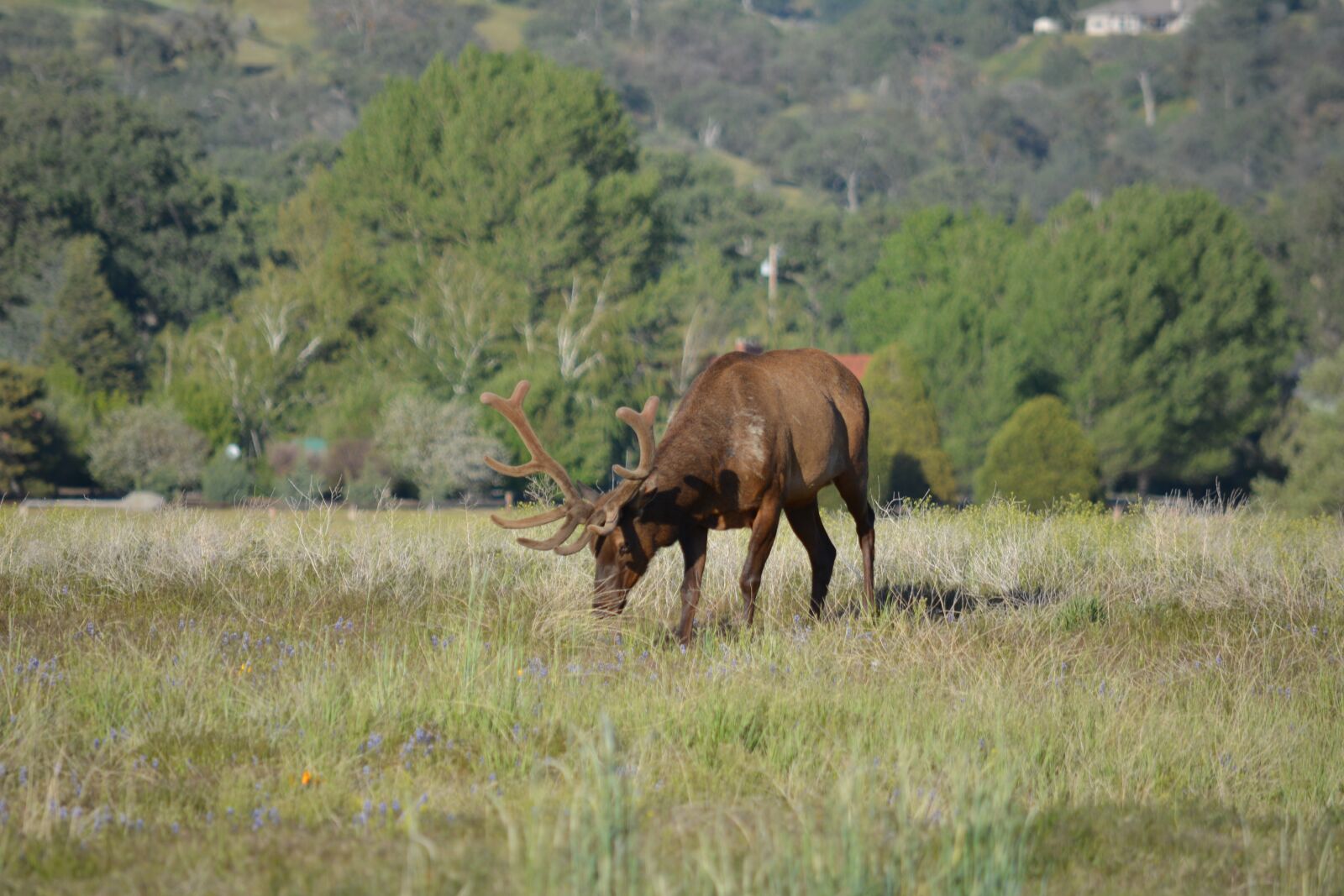Nikon D5200 sample photo. Elk, antlers, wildlife photography