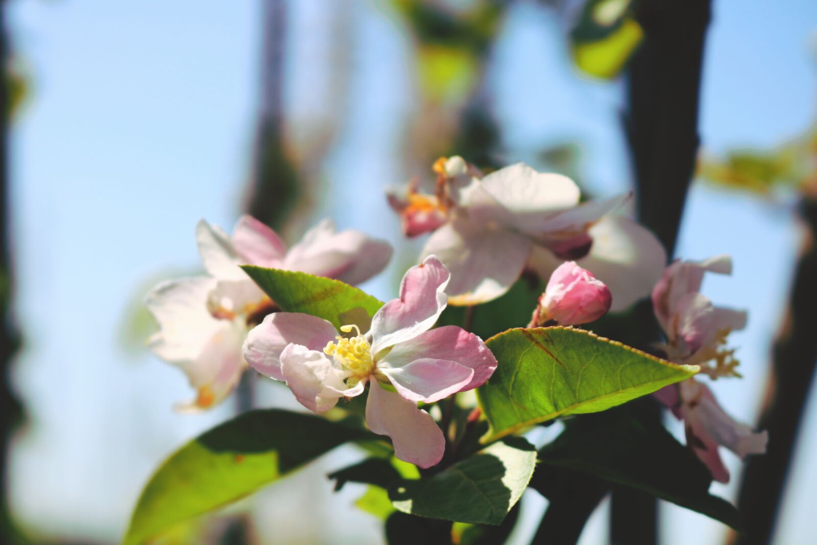 Canon EOS 750D (EOS Rebel T6i / EOS Kiss X8i) sample photo. Flower, nature, plant photography