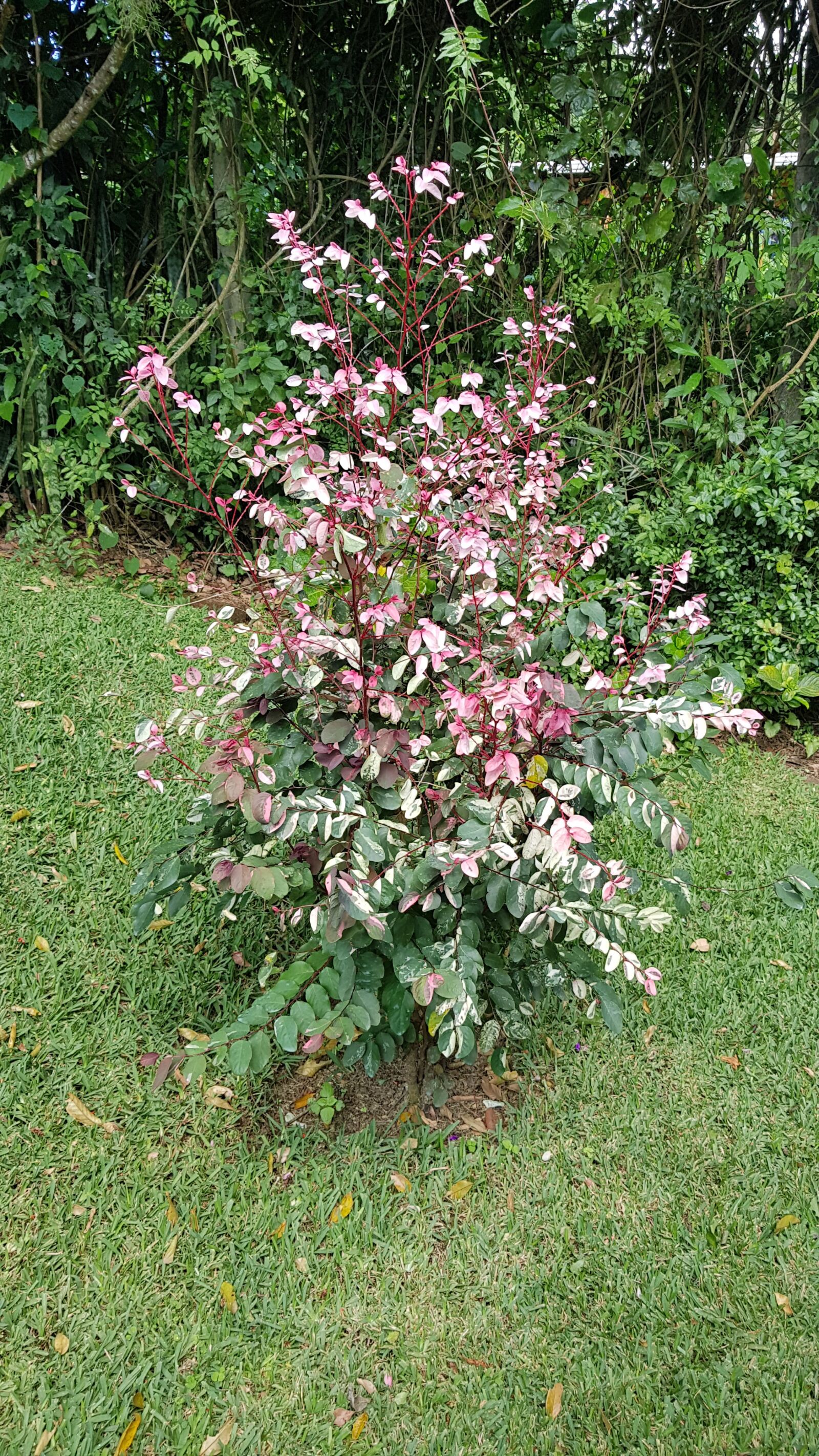 Samsung Galaxy S8+ sample photo. Nature, plants, flowers photography