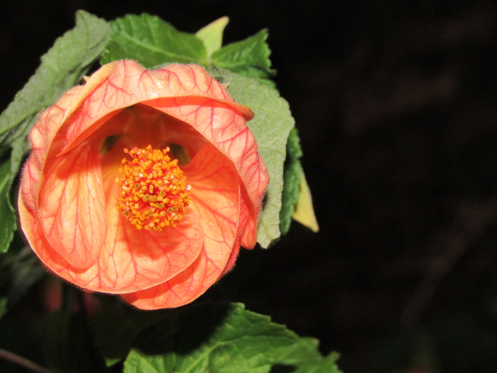 Canon PowerShot SX410 IS sample photo. Close, up, of, fresh photography