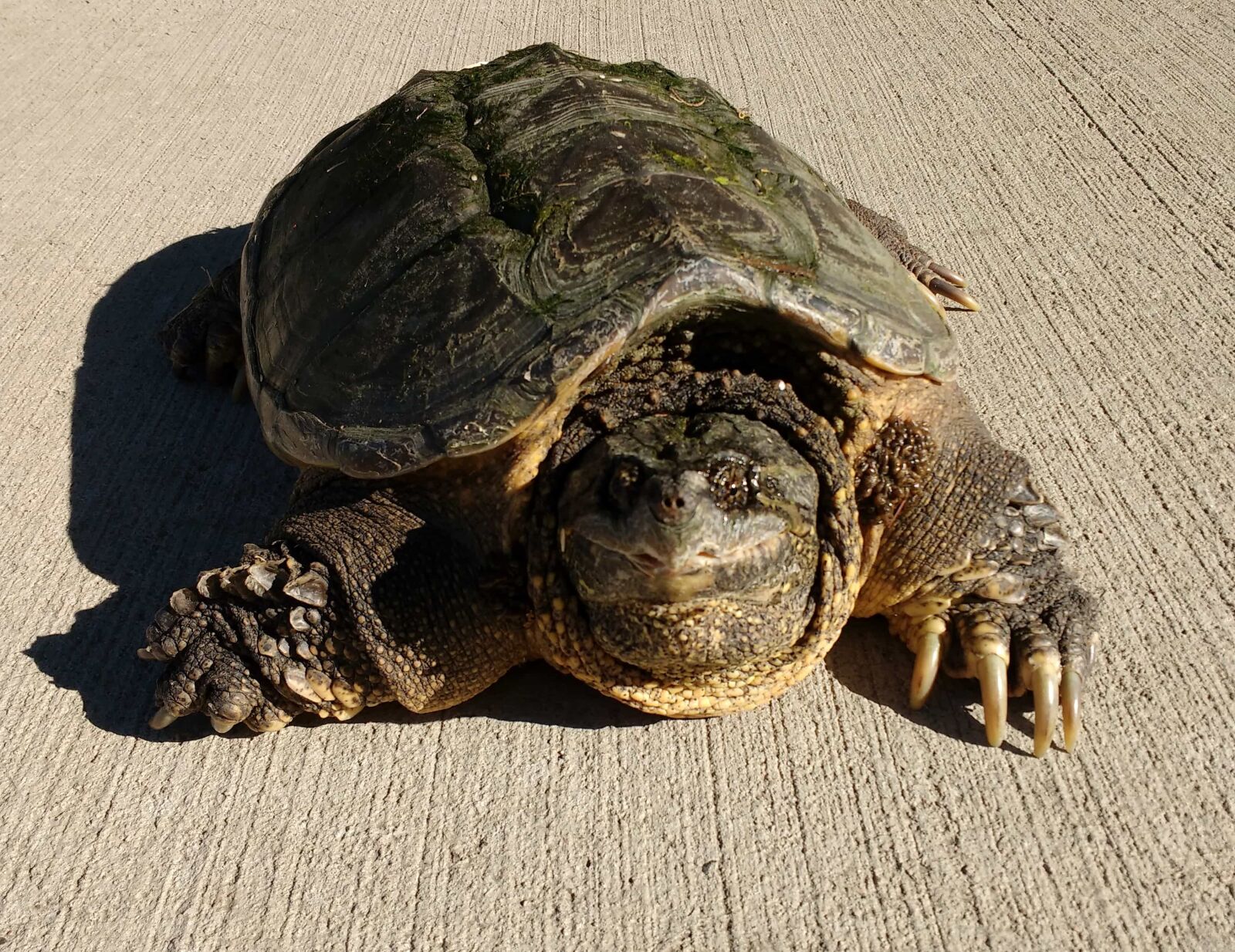 Motorola MotoG3 sample photo. Reptile, nature, armor, tortoise photography