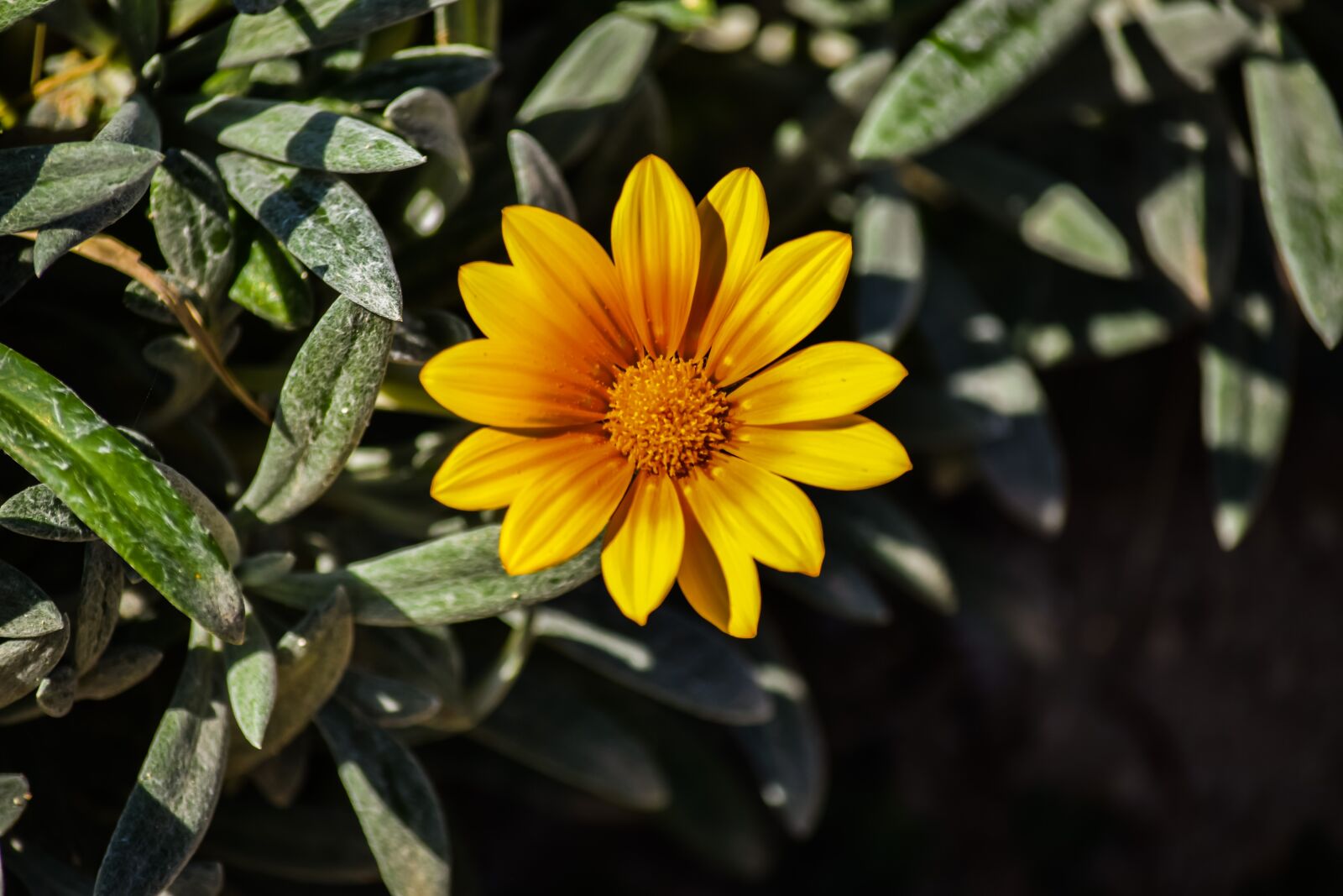 Nikon D3300 sample photo. Gazania, nature, flora photography