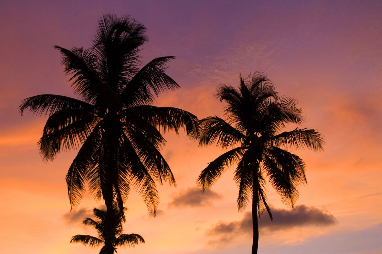 Canon EOS 10D sample photo. Tropical sunset, palm tree photography