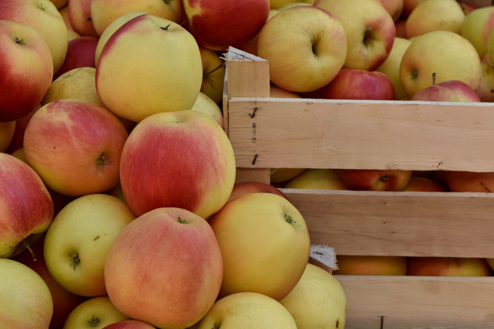 Nikon D5500 sample photo. Basket, organic, fruit, apple photography