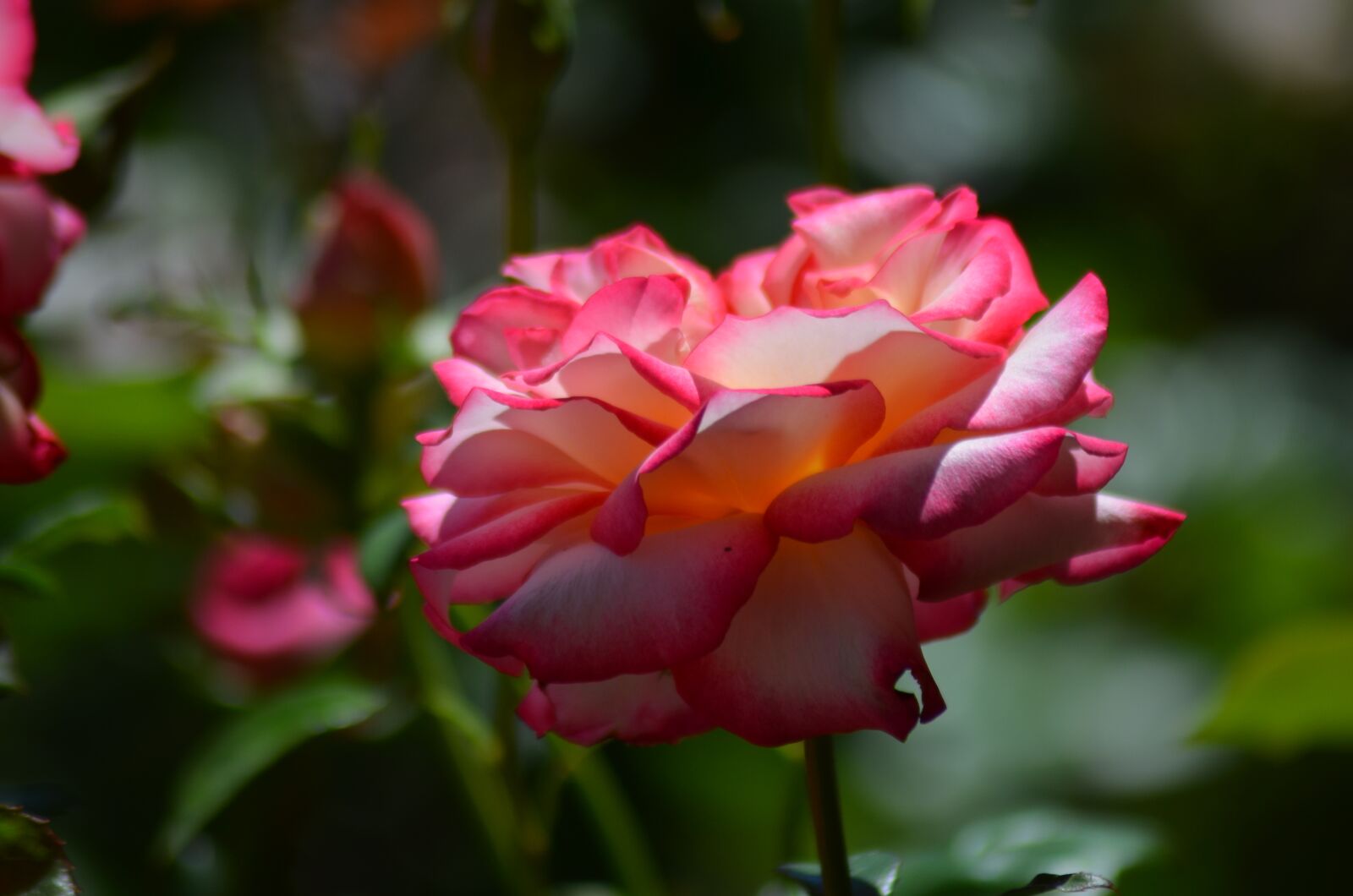 Nikon D5100 sample photo. Pink, rosary, flower photography