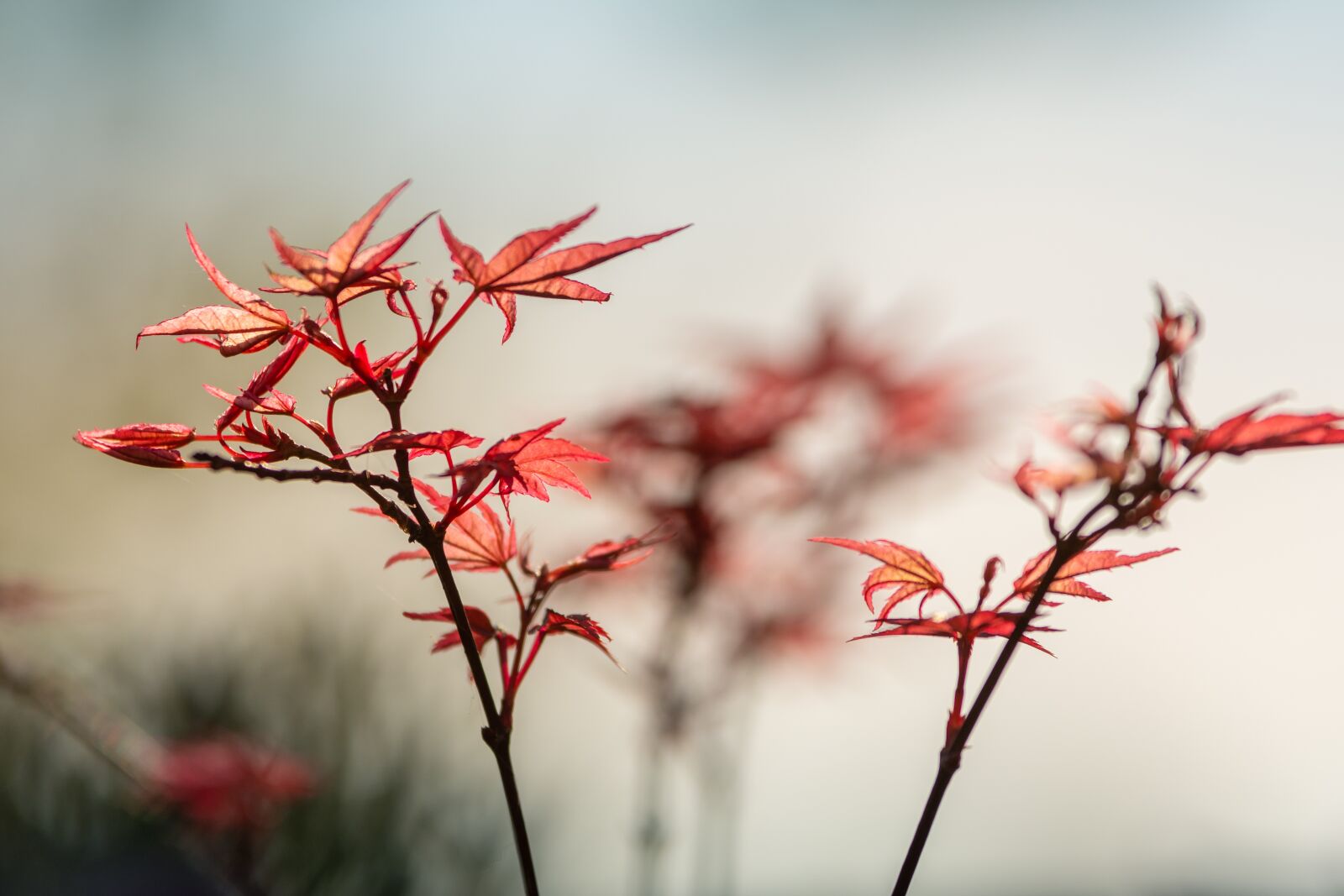Nikon D7200 sample photo. Maple, spring, growth photography