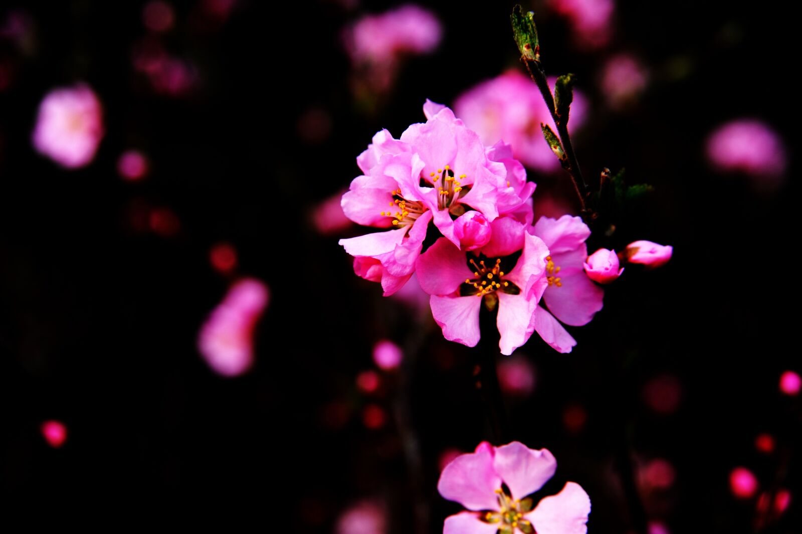 Nikon D700 sample photo. Prunus triloba, flowering, spring photography