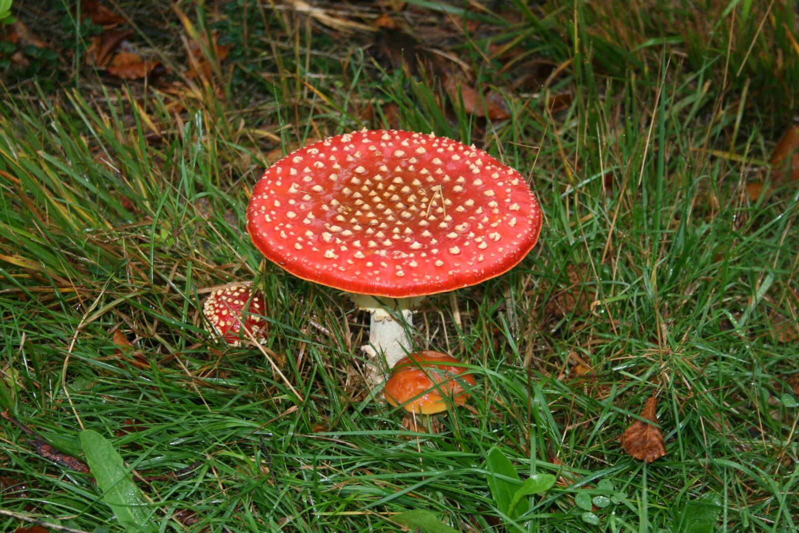 Canon EOS 350D (EOS Digital Rebel XT / EOS Kiss Digital N) sample photo. Fly agaric, autumn red photography