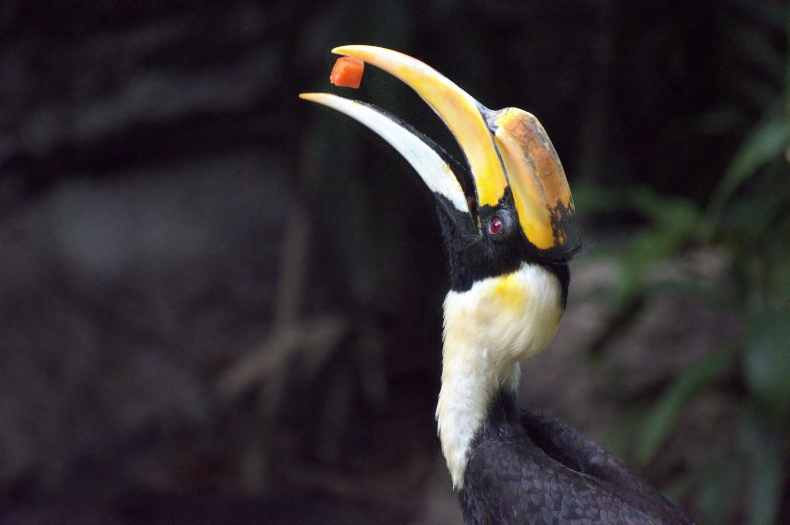 Nikon D3200 sample photo. Bird, big beak, beak photography
