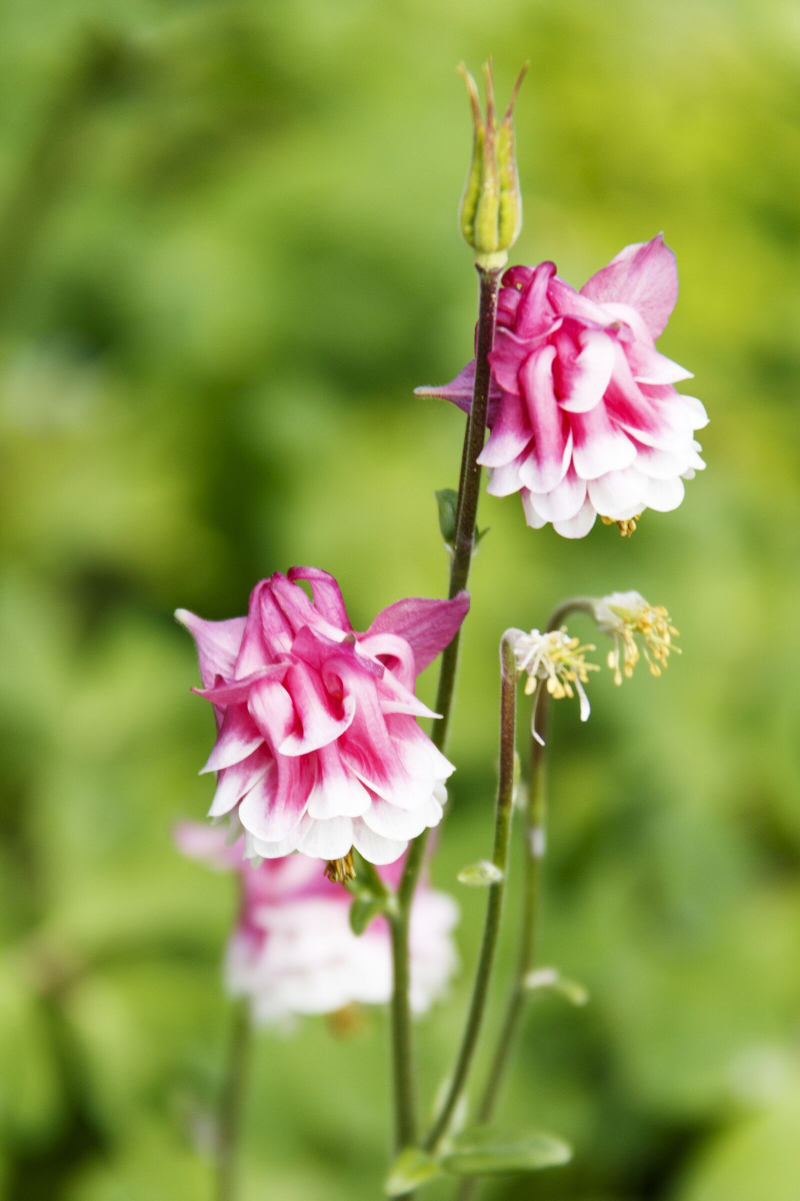 Canon EF-S 18-200mm F3.5-5.6 IS sample photo. Flower, plant, flowering photography