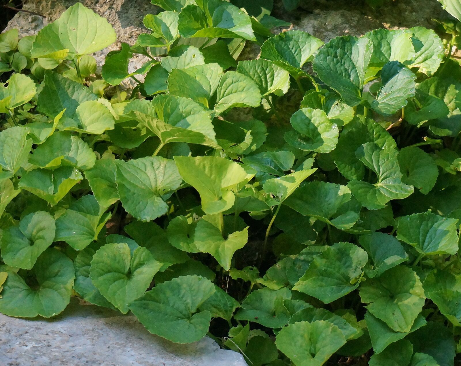 Sony Alpha NEX-5T sample photo. Garden violets, violets, leaves photography