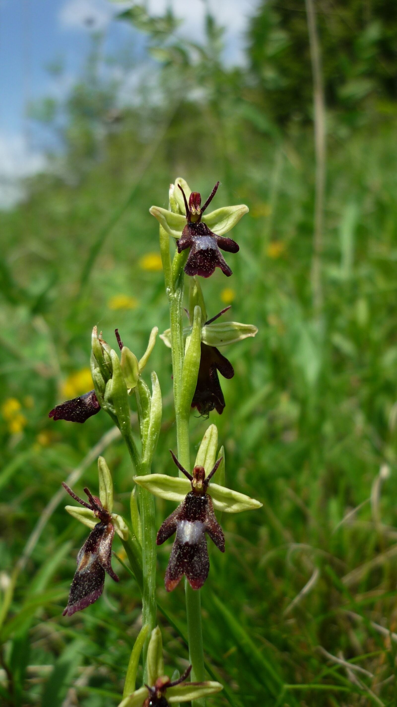 Panasonic Lumix DMC-FS6 sample photo. Fly orchid, insects orchid photography