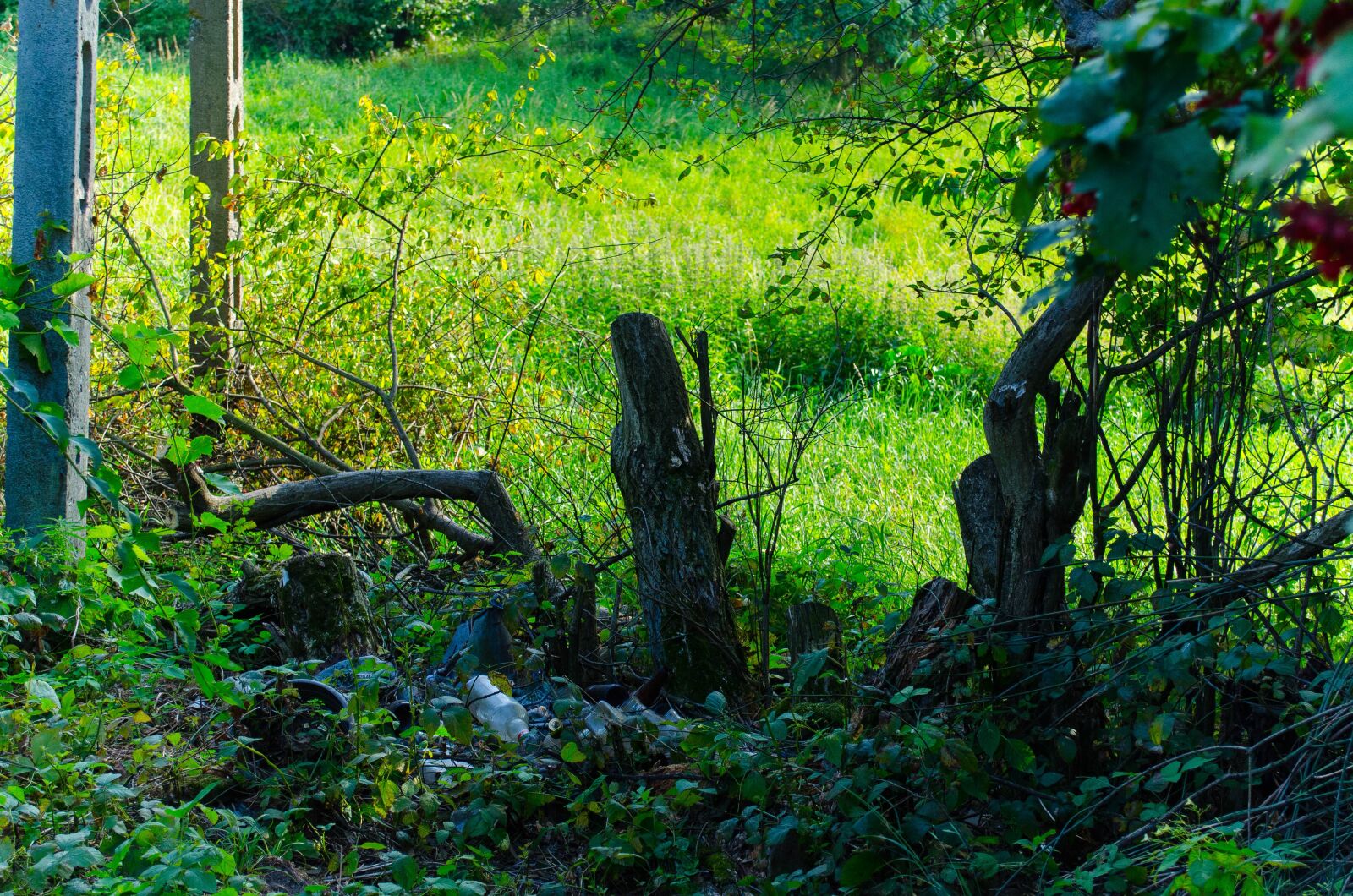 Nikon D5100 sample photo. Nature, tree, foliage photography