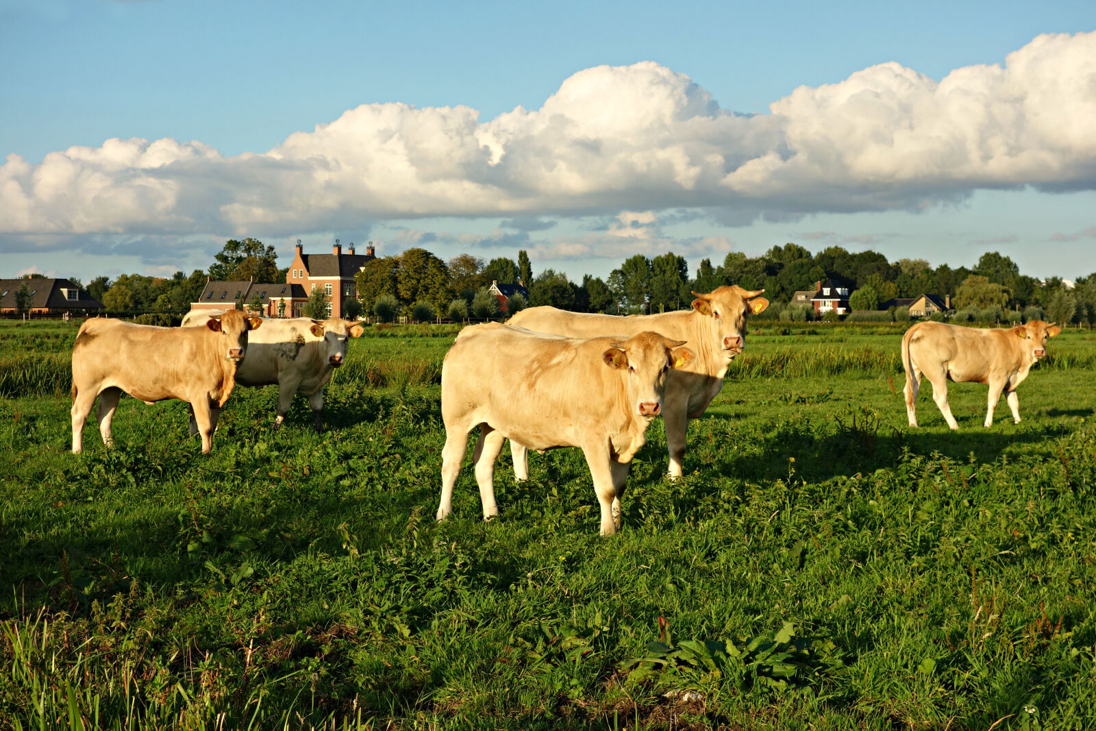 Sony Cyber-shot DSC-RX100 sample photo. Animal, bovine, cattle, countryside photography