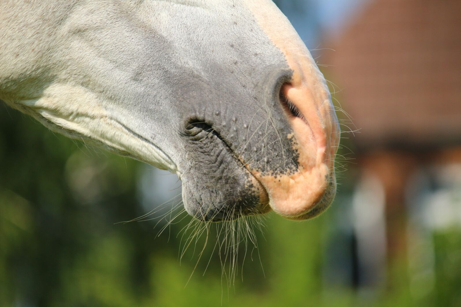 Canon EOS 100D (EOS Rebel SL1 / EOS Kiss X7) sample photo. Horse, mold, nostrils photography
