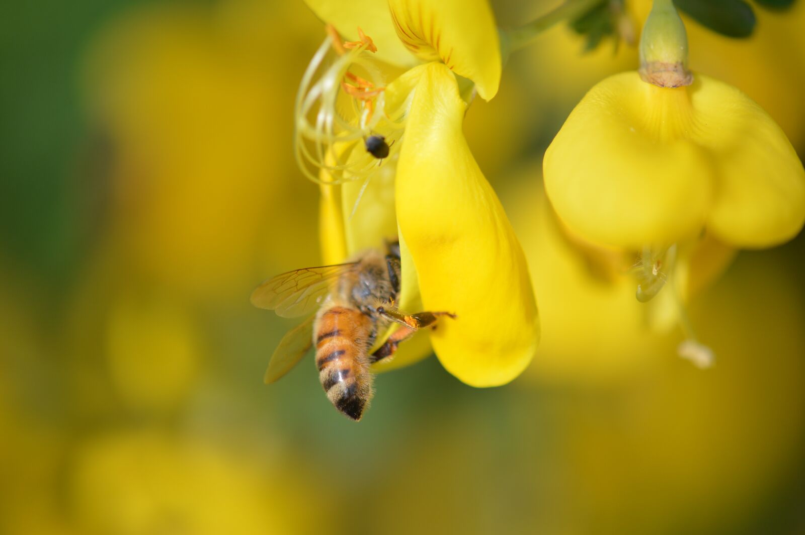 Nikon D3200 sample photo. Bee, pollination, yellow photography