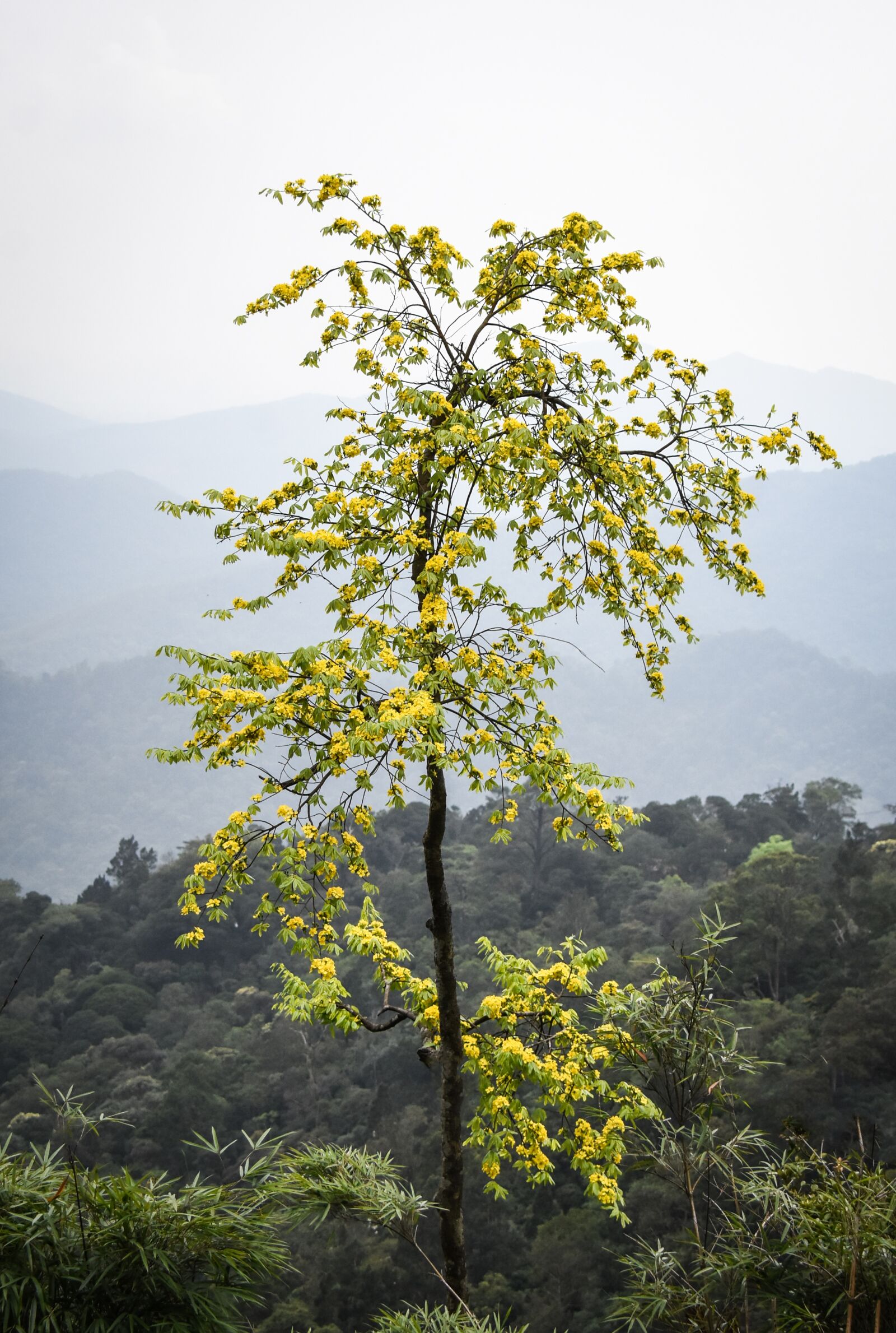 Nikon D7200 sample photo. Yellow apricot blossom, yellow photography