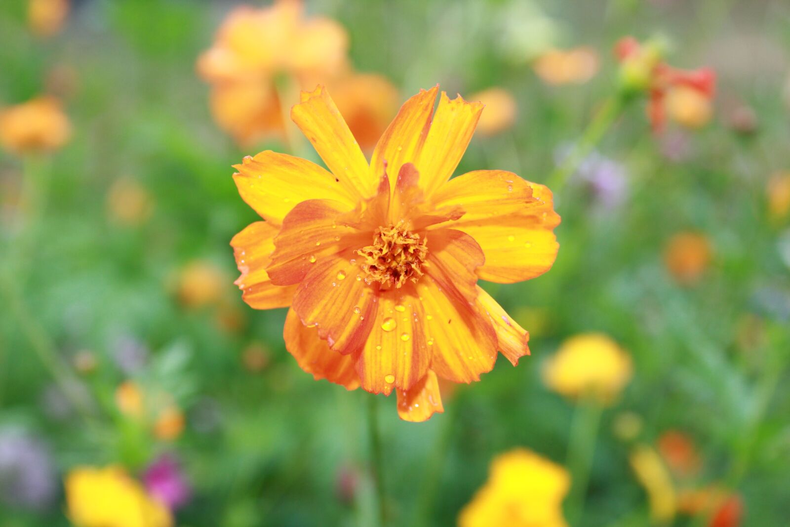 Canon EOS 550D (EOS Rebel T2i / EOS Kiss X4) sample photo. Flower, nature, flora photography