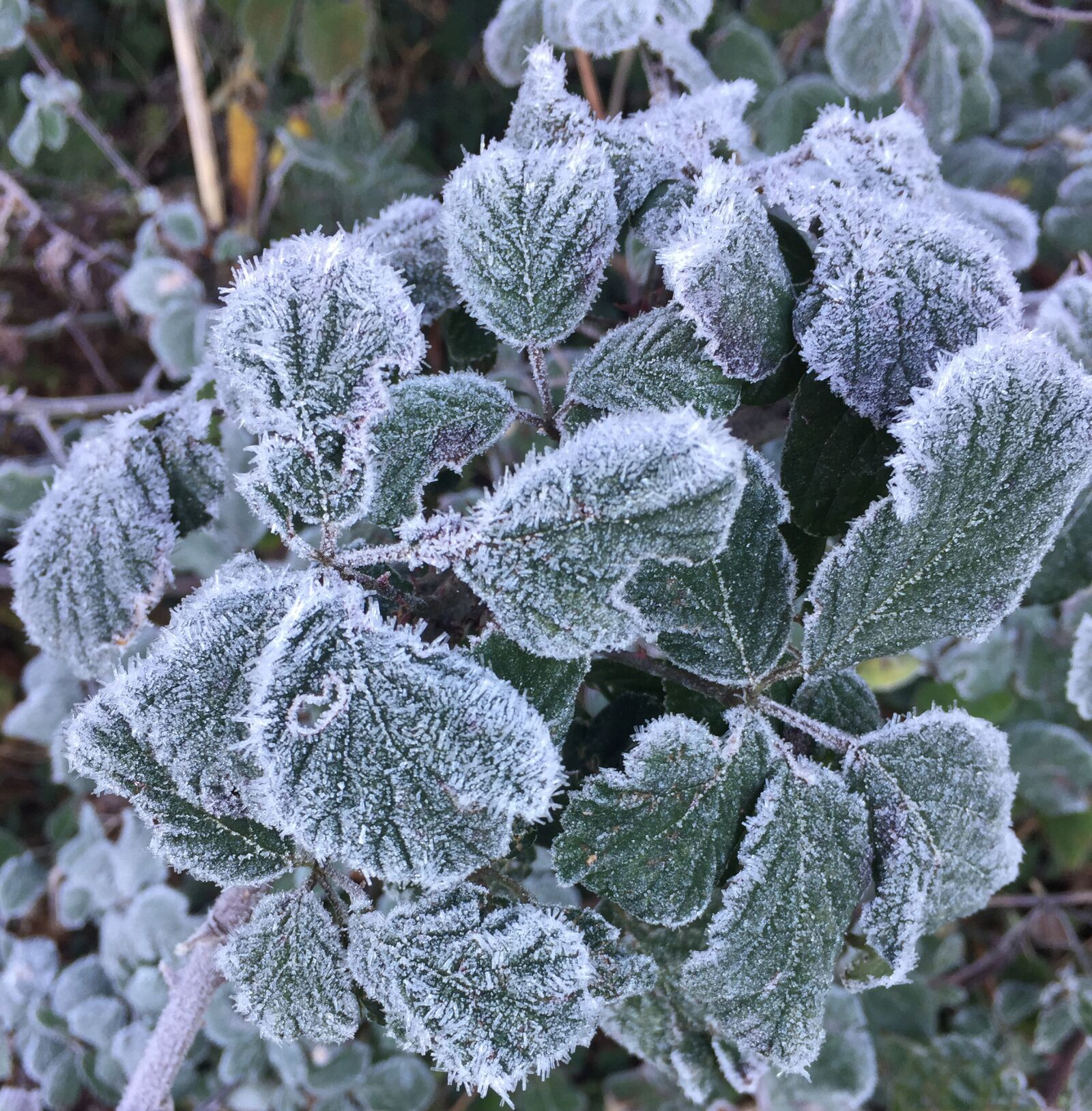 Apple iPhone 6 sample photo. Frost, winter, flora photography