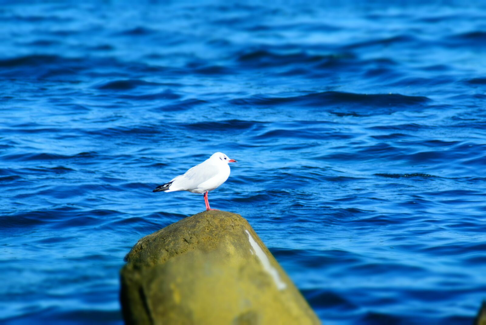 Nikon D5300 sample photo. Gull, bird, sea photography