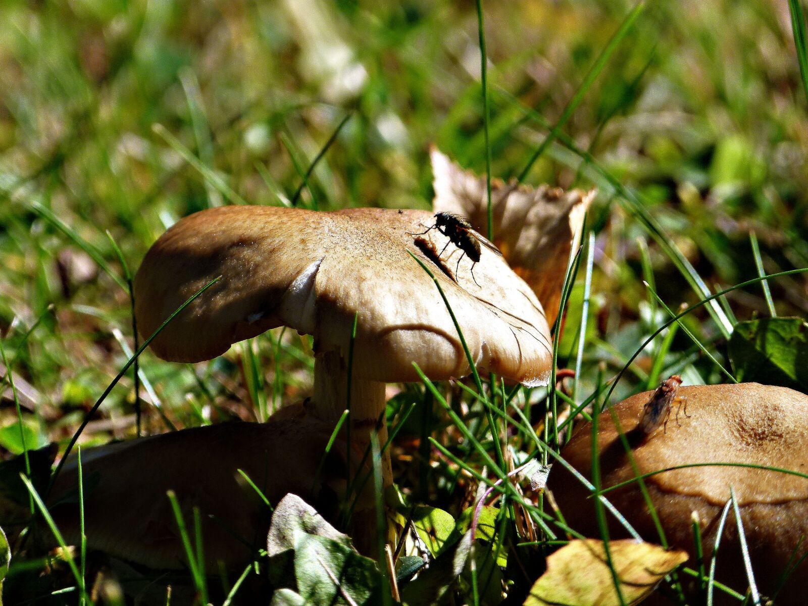 Panasonic Lumix DMC-FZ100 sample photo. Wild, mushroom, flies photography