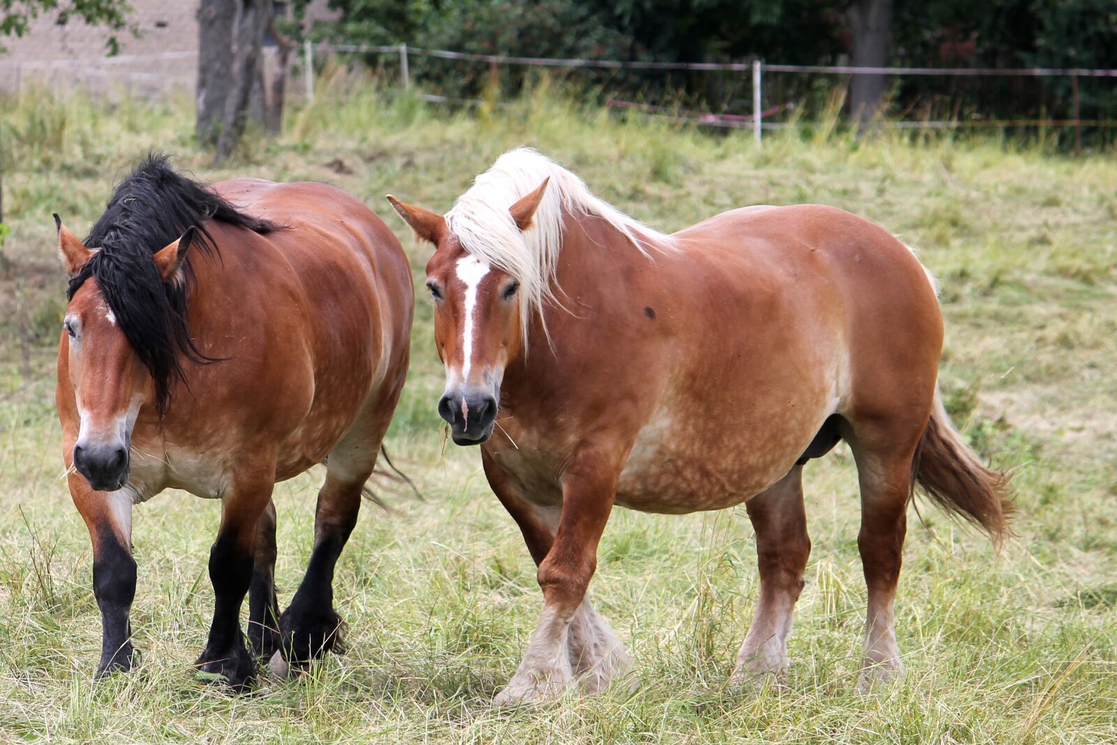 Canon EF-S 55-250mm F4-5.6 IS II sample photo. Cold blooded animals, horses photography