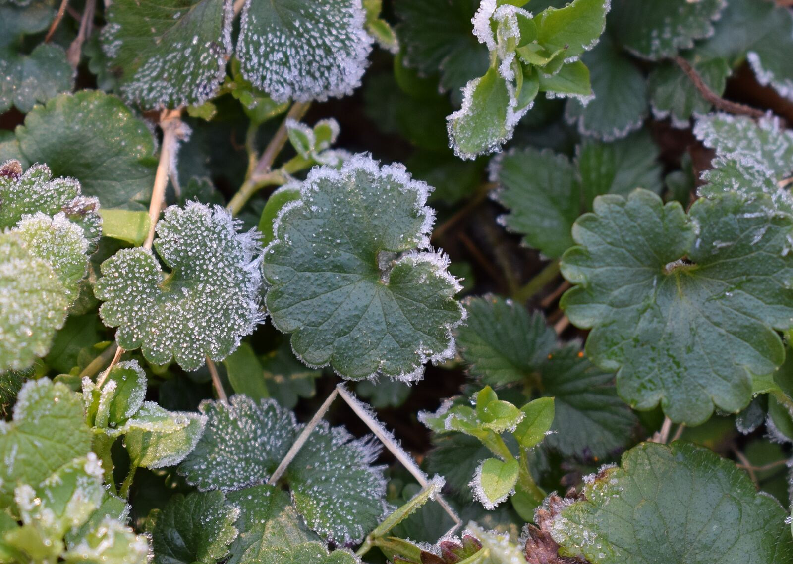 Nikon D3300 sample photo. Frost on leaves, spring photography