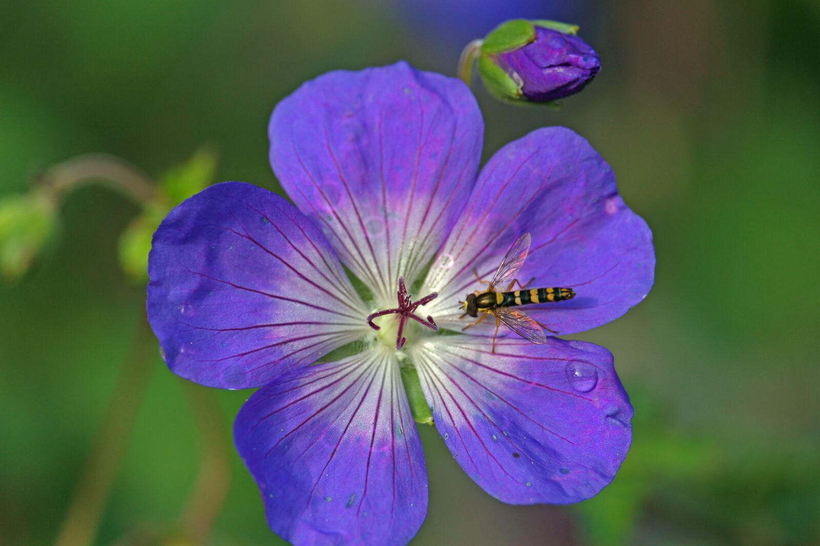 Canon EF-S 55-250mm F4-5.6 IS STM sample photo. Cranesbill, insect, plant photography
