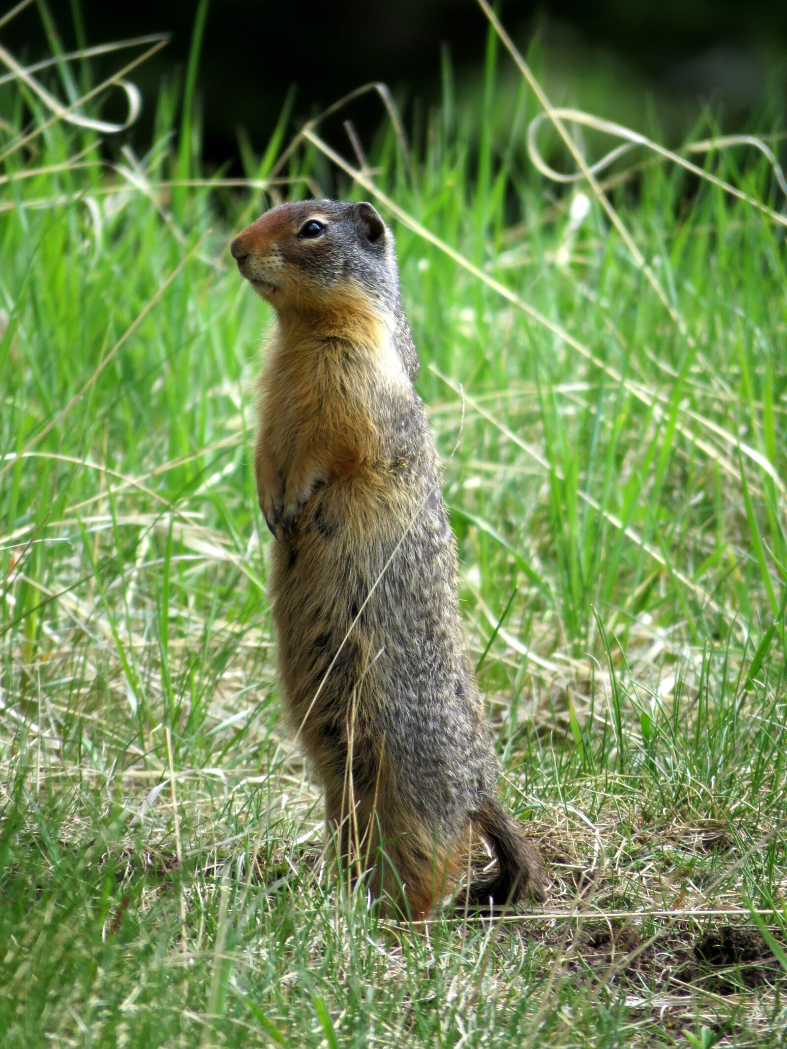 Canon PowerShot SX60 HS sample photo. Gopher, wildlife, nature photography