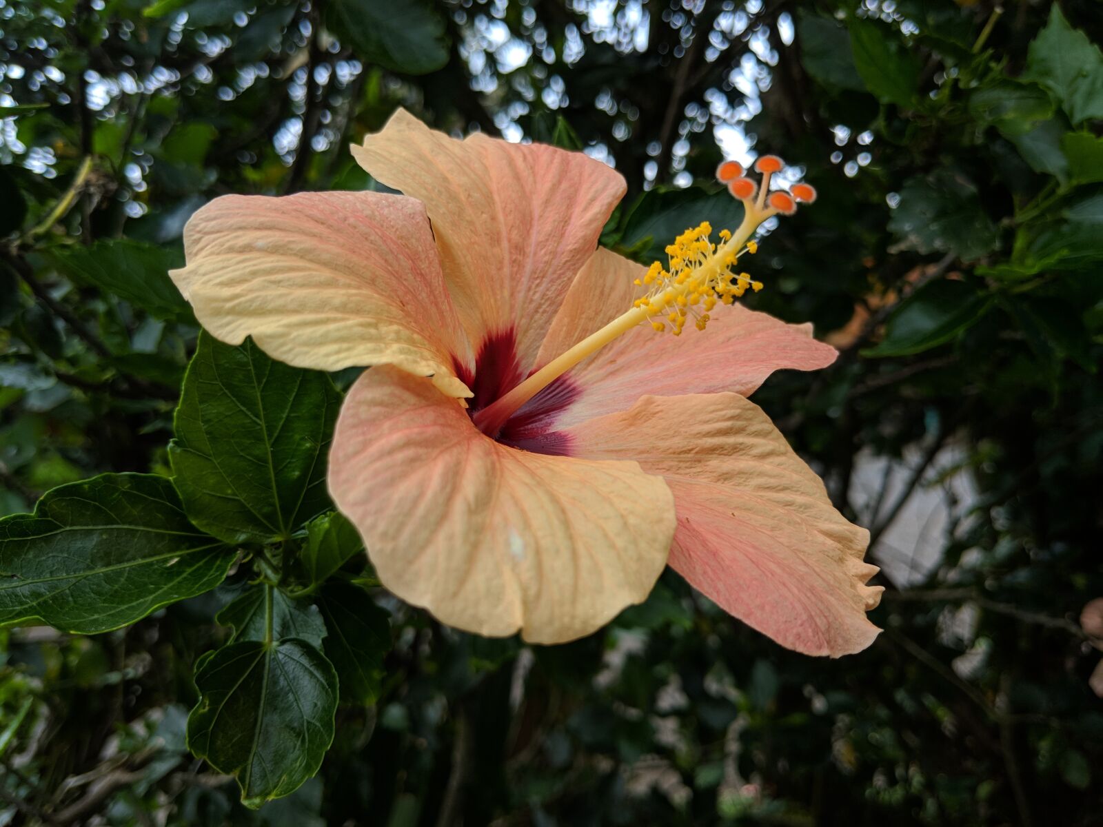 Google Pixel 2 sample photo. Flower, maui, hawaii photography