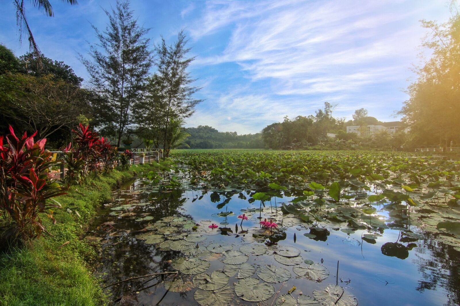 Canon EOS 600D (Rebel EOS T3i / EOS Kiss X5) sample photo. Landscape, nature, forest photography