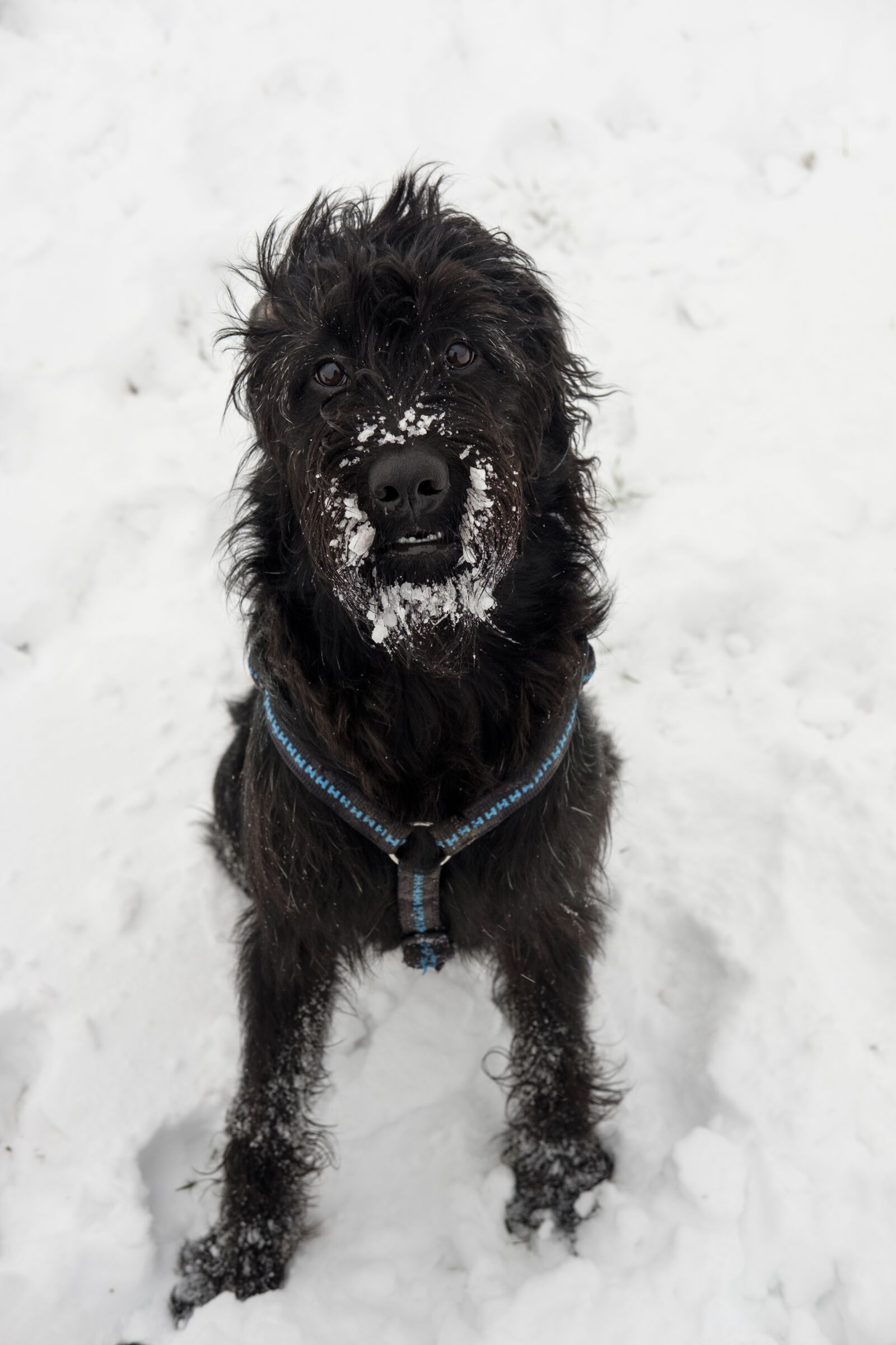 Fujifilm X-T2 + Fujifilm XF 35mm F2 R WR sample photo. Dog, pet, snow photography