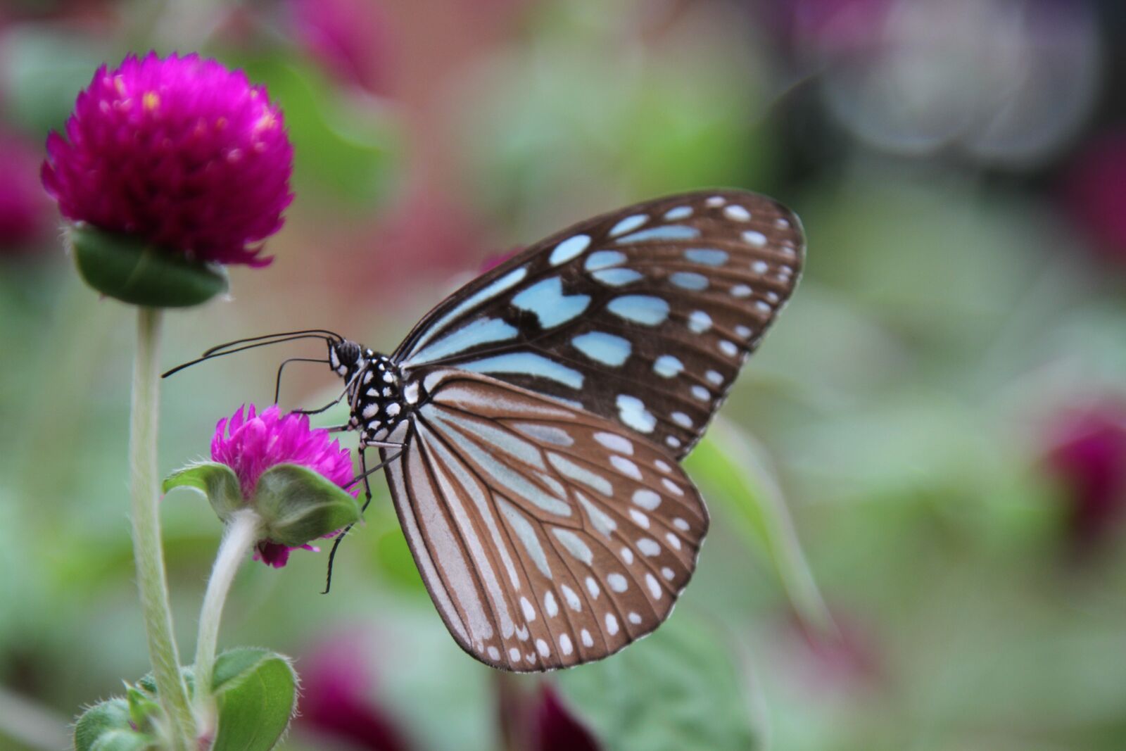 Canon EOS 7D sample photo. Butterfly, flower, purple photography